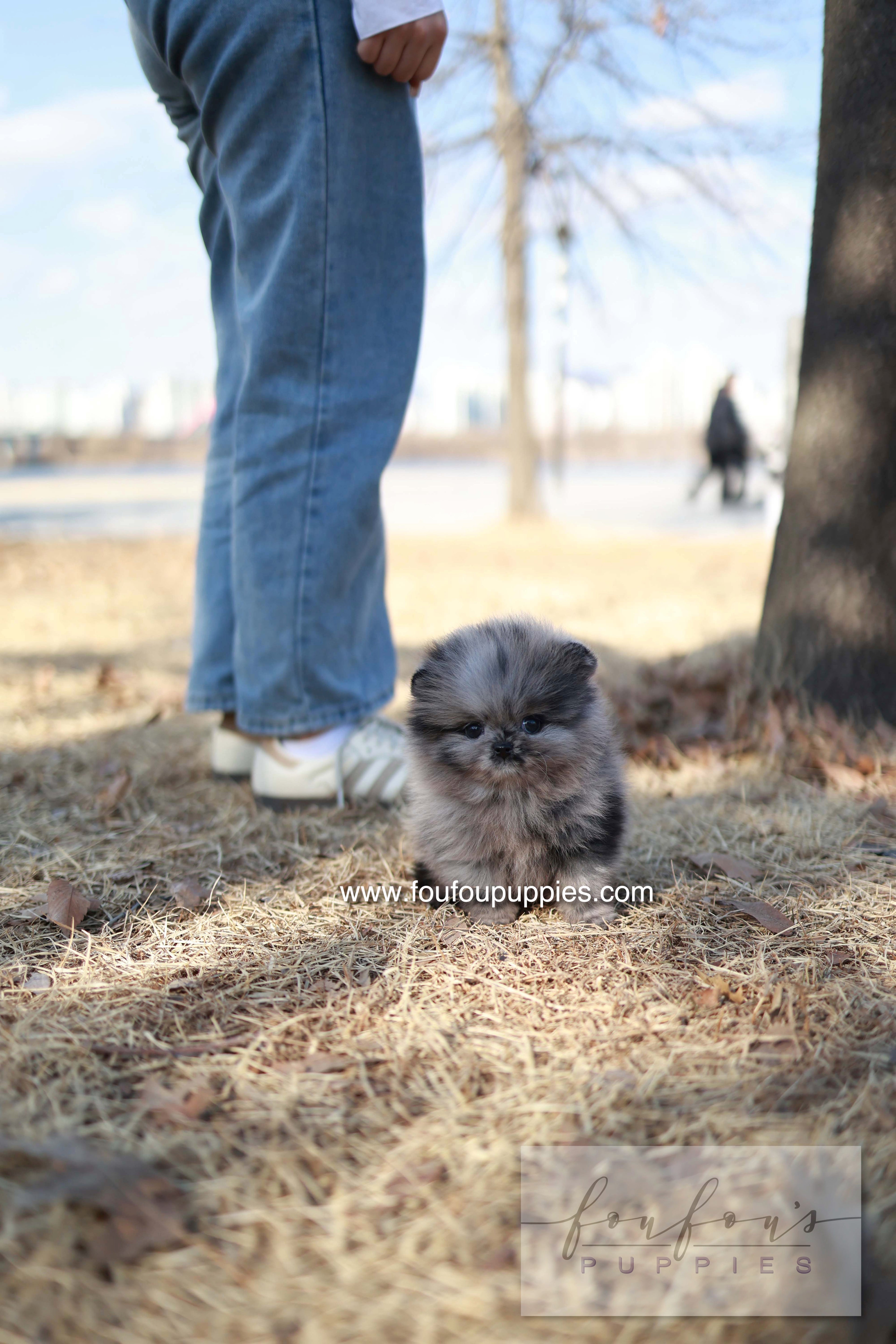 Mushy - Pomeranian M.