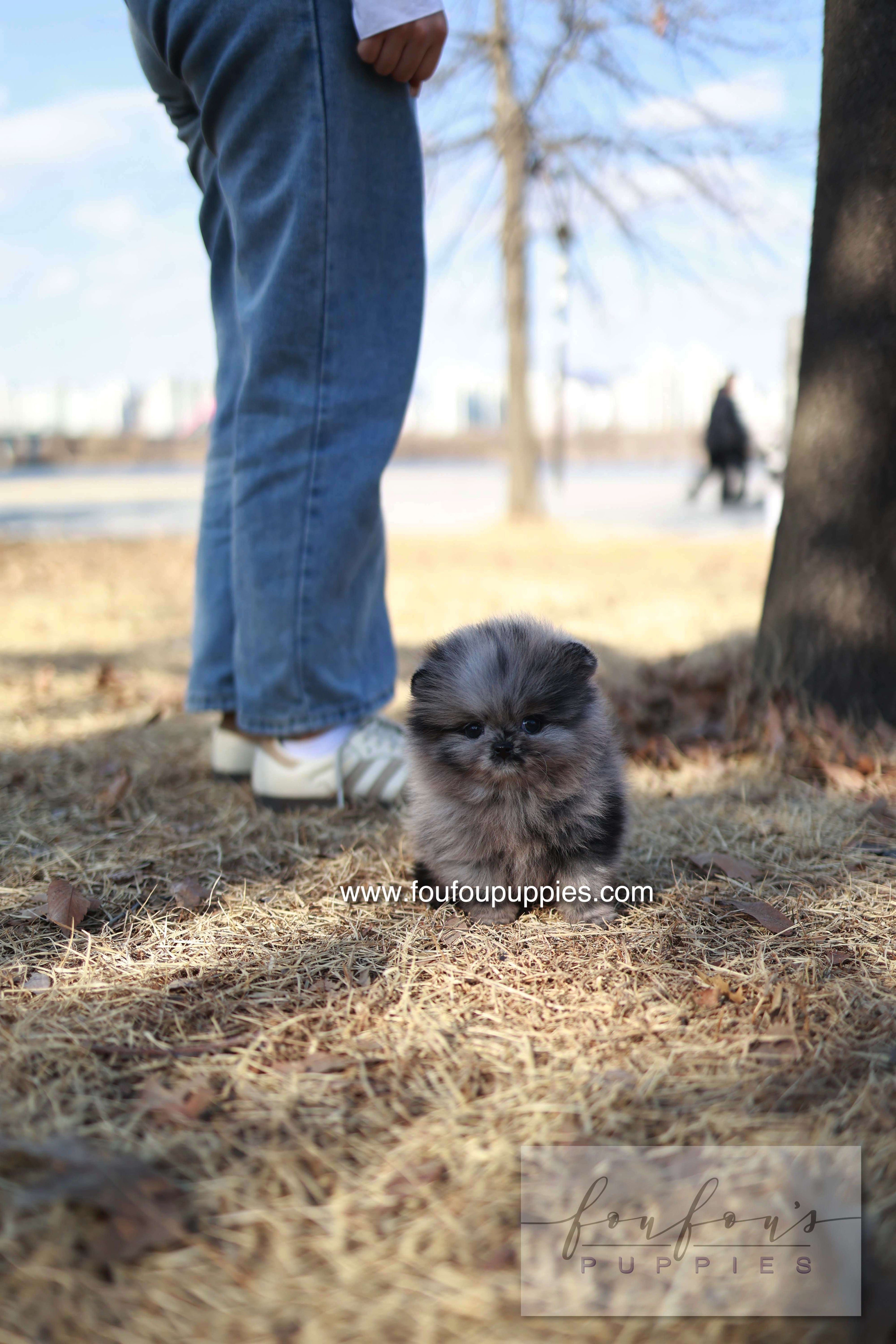 Mushy - Pomeranian M.