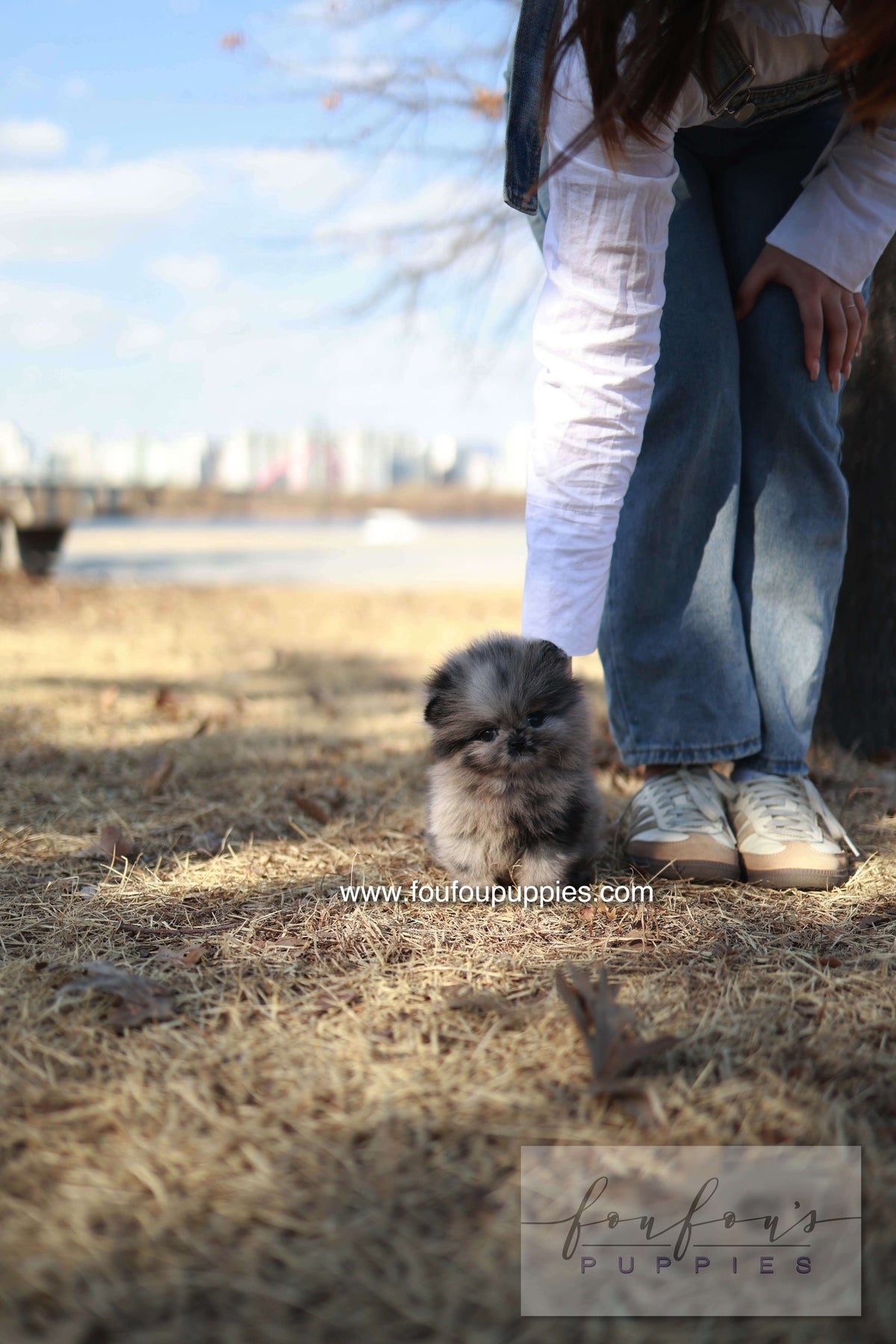 Mushy - Pomeranian M.