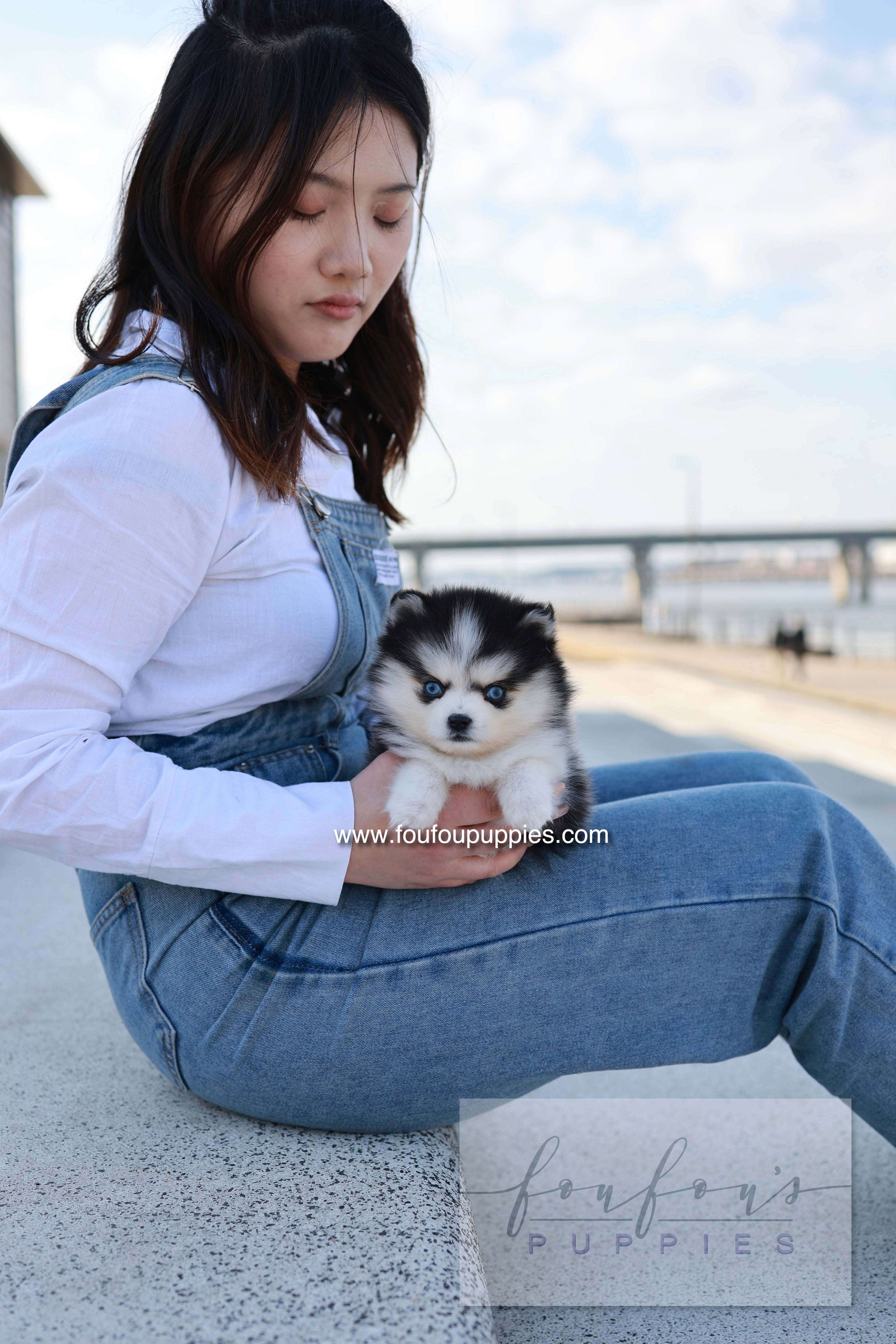 Hulu - Pomsky F.