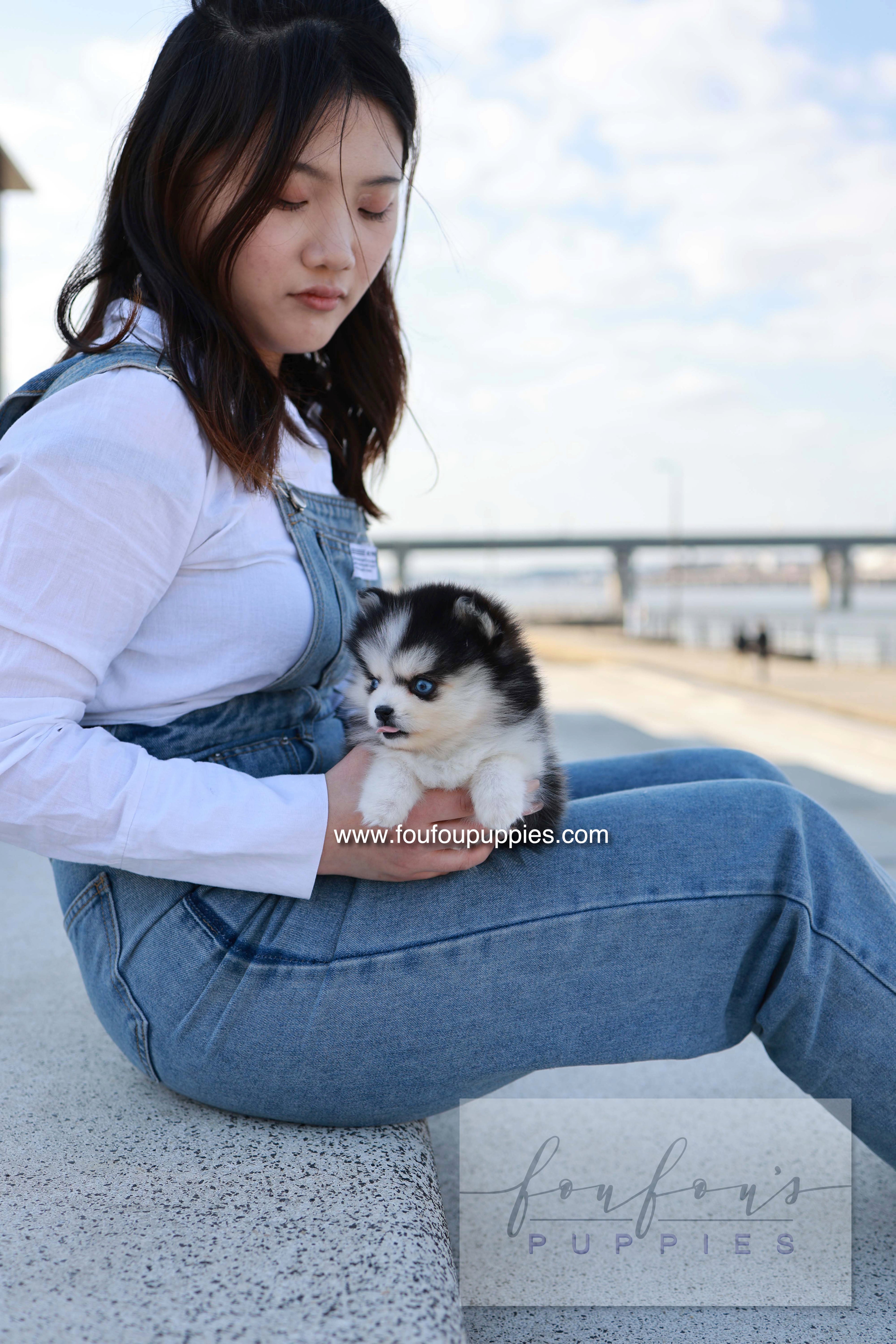 Hulu - Pomsky F.