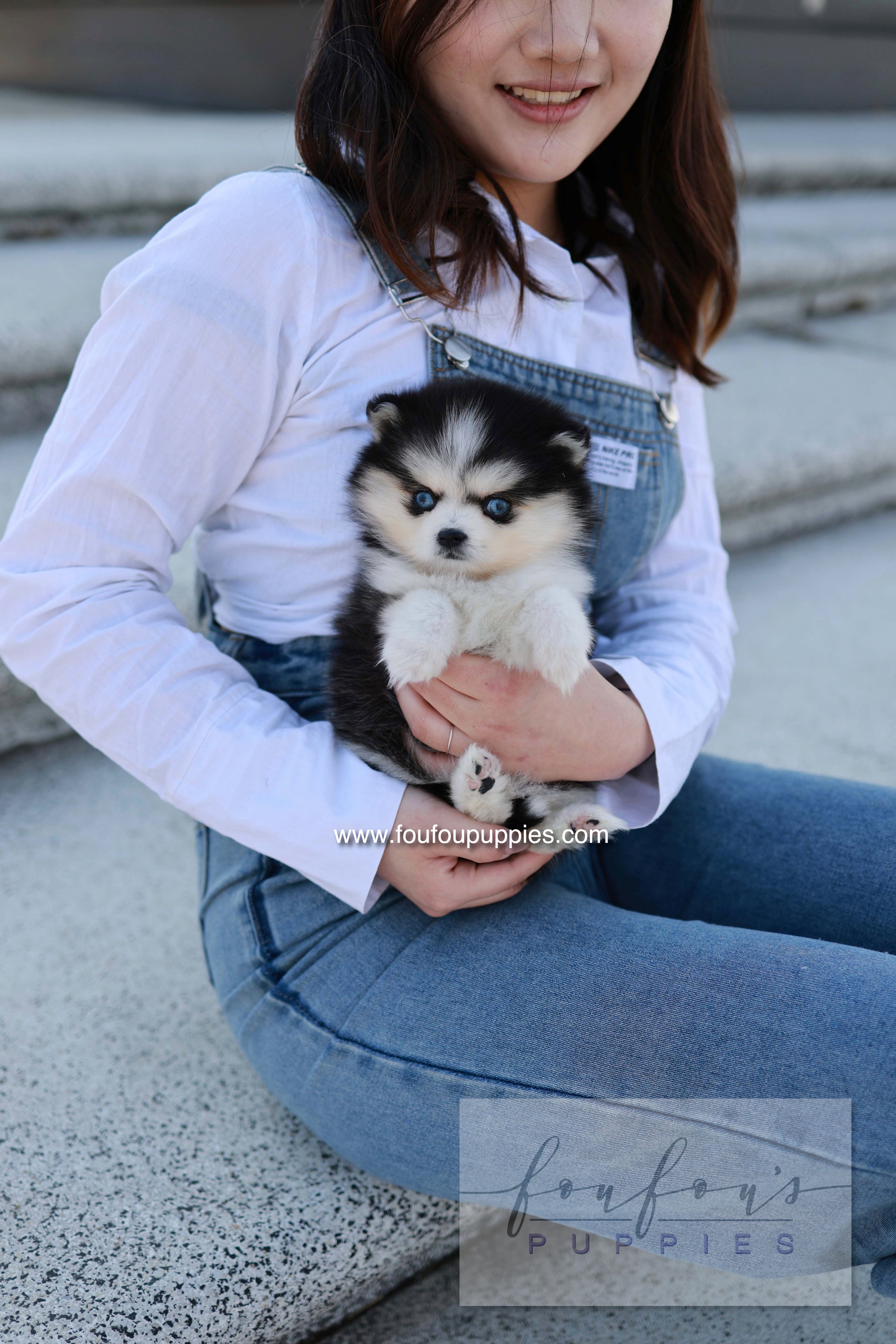Hulu - Pomsky F.