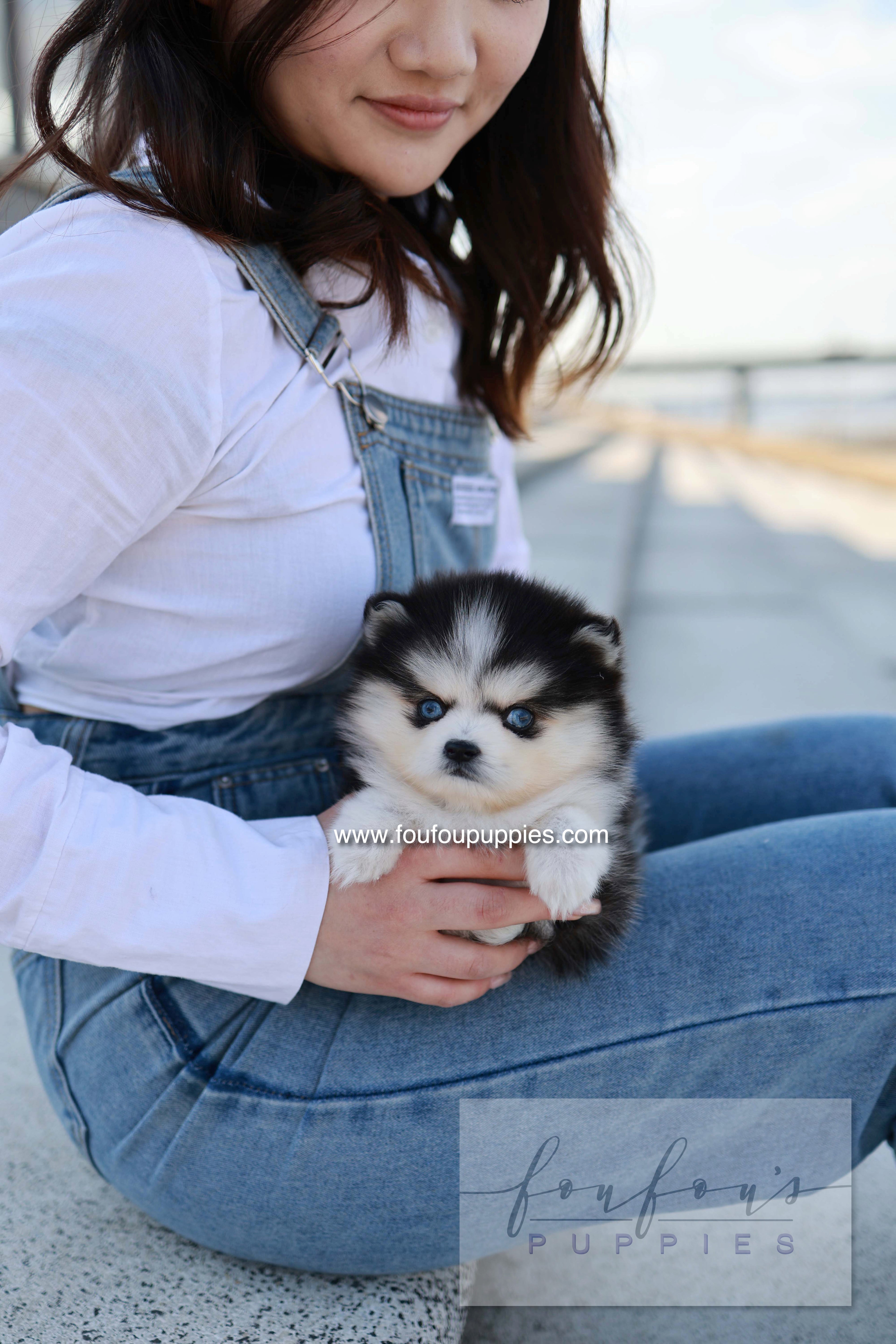 Hulu - Pomsky F.