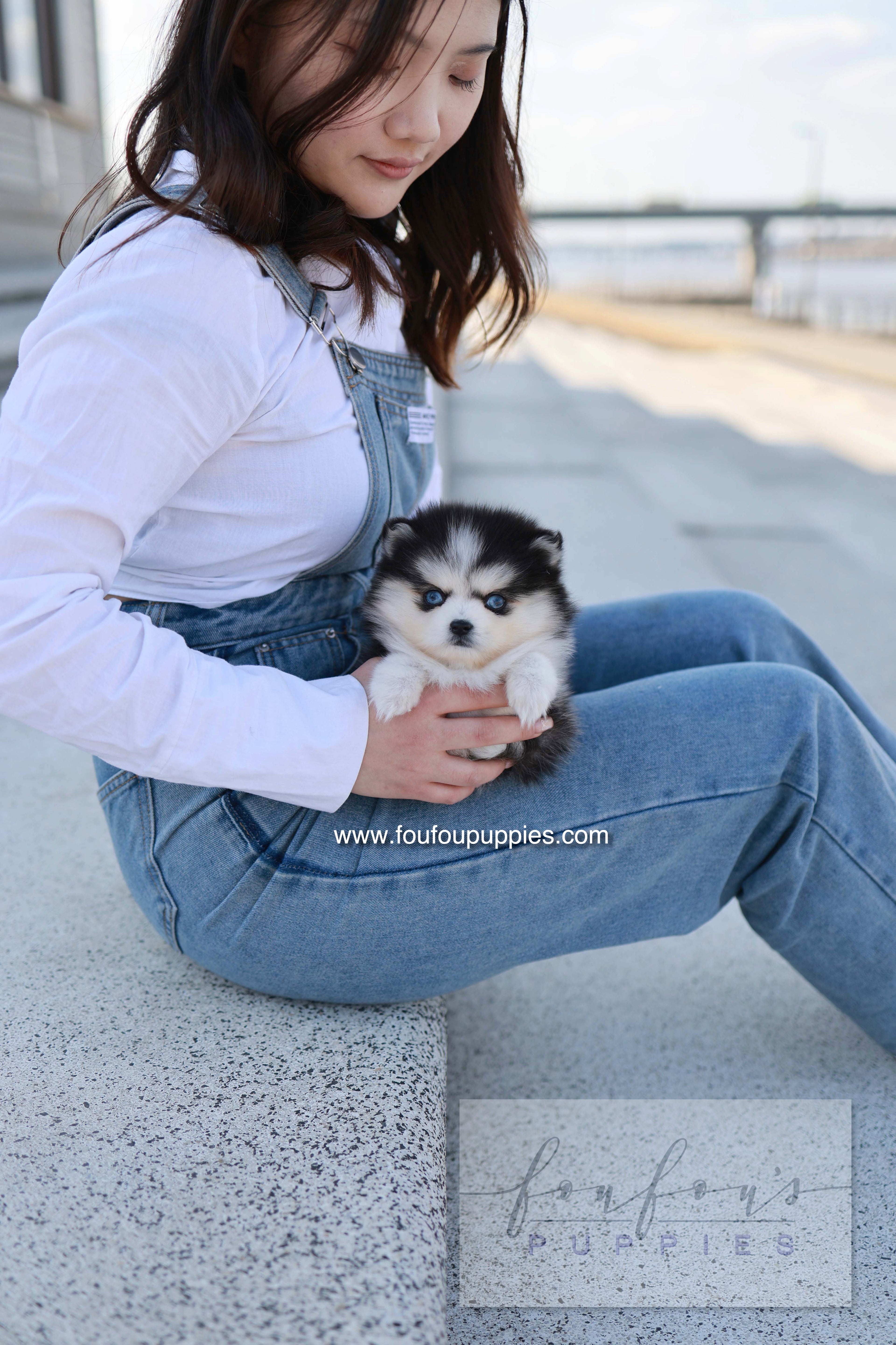 Hulu - Pomsky F.