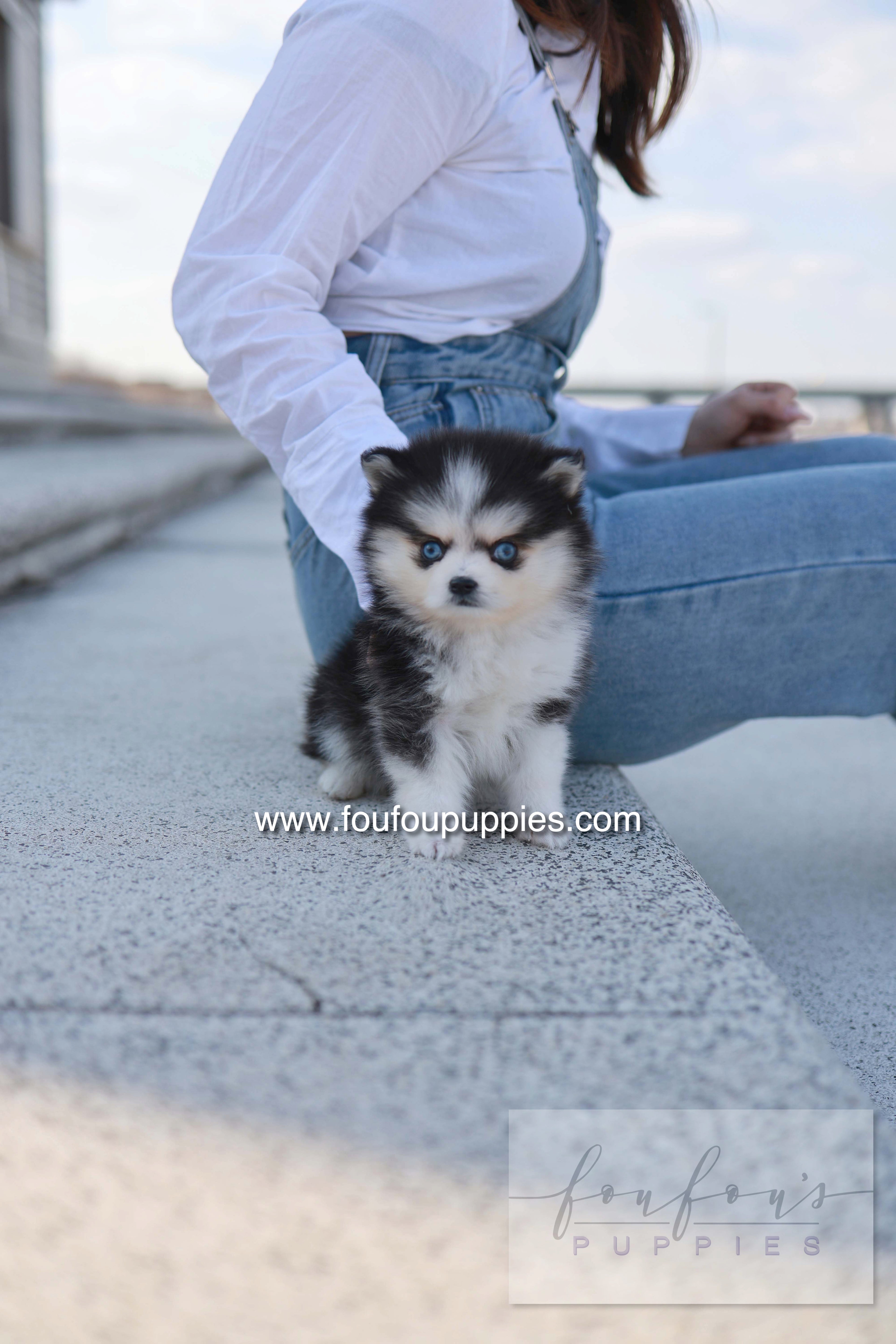 Hulu - Pomsky F.