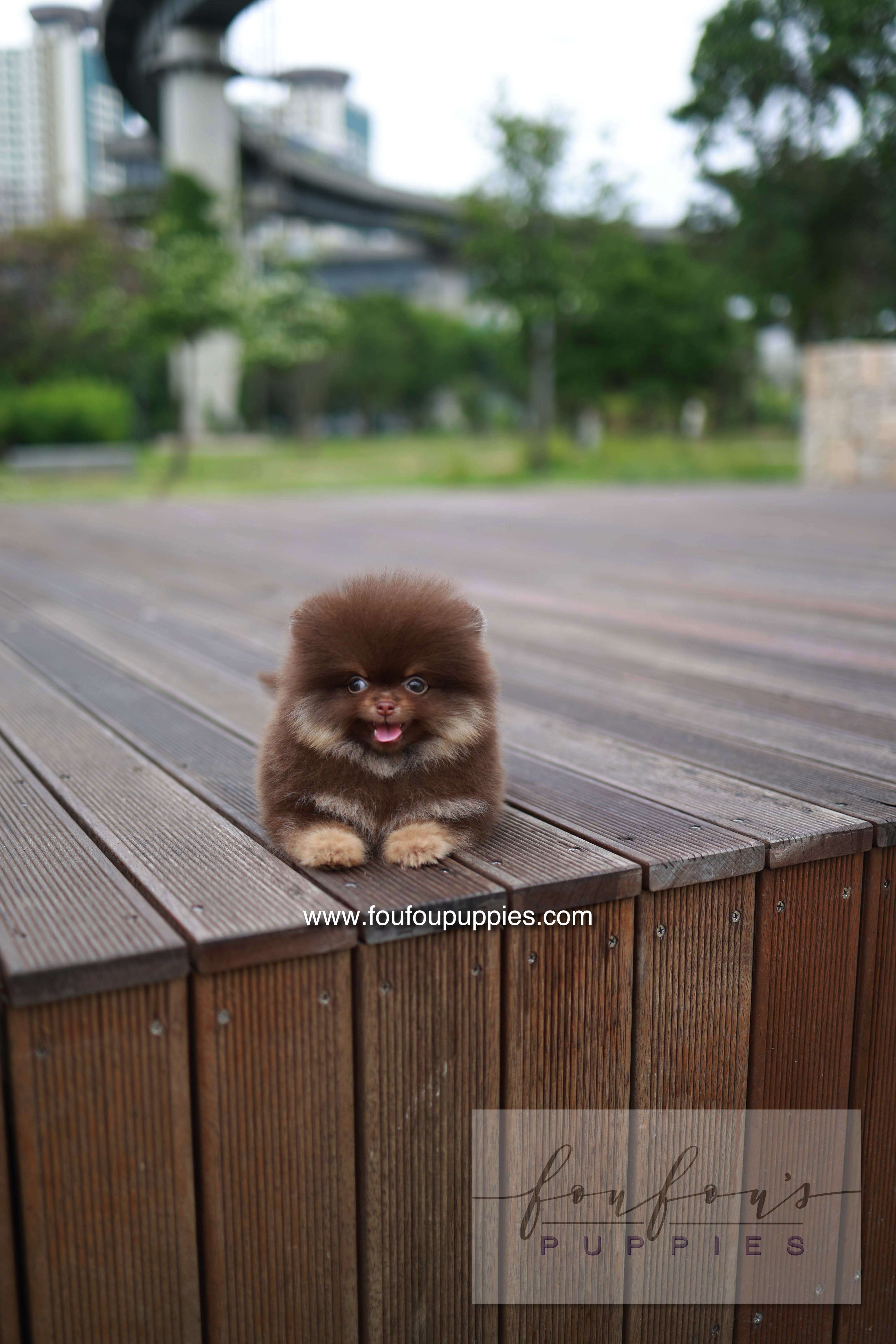 Nemo - Pomeranian M.