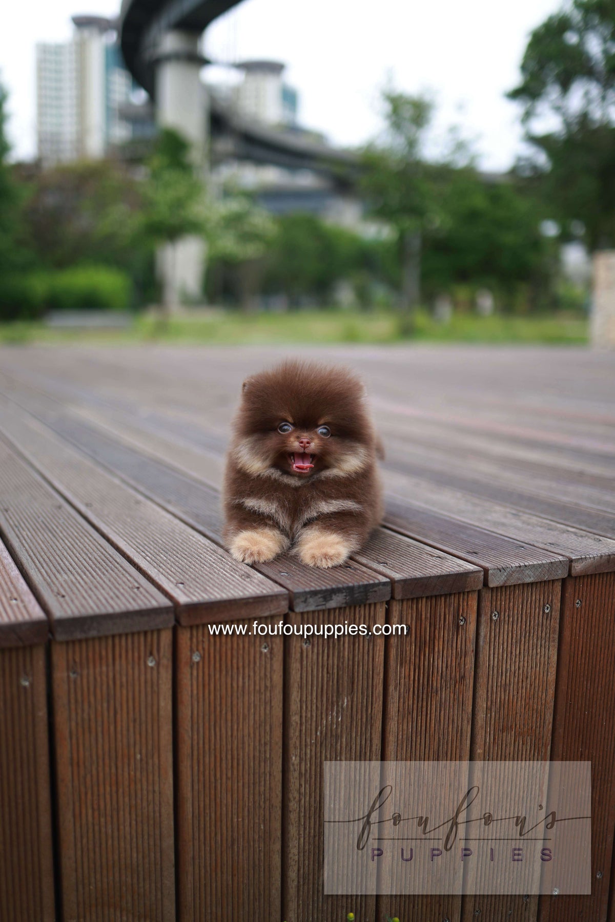 Nemo - Pomeranian M.
