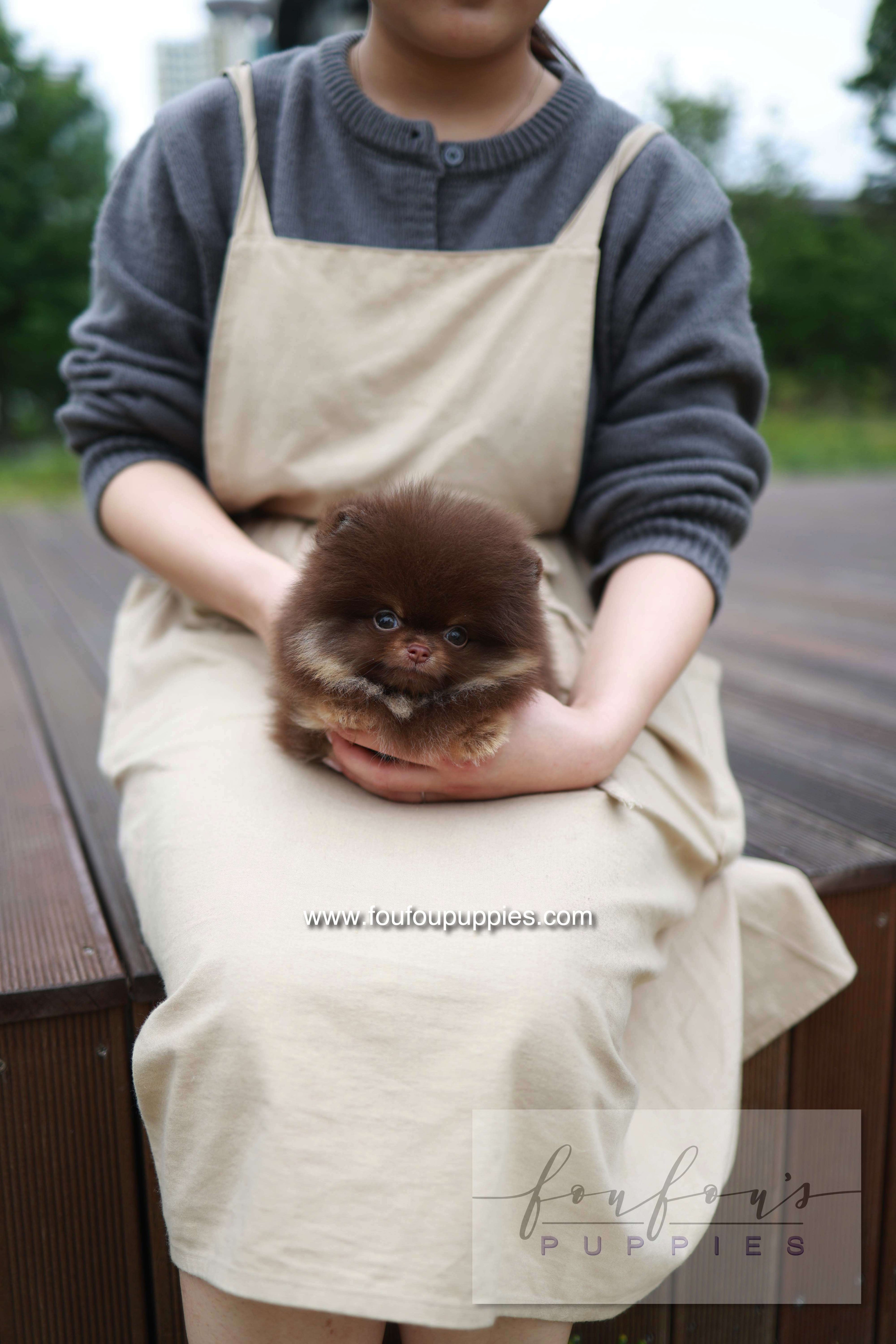 Nemo - Pomeranian M.