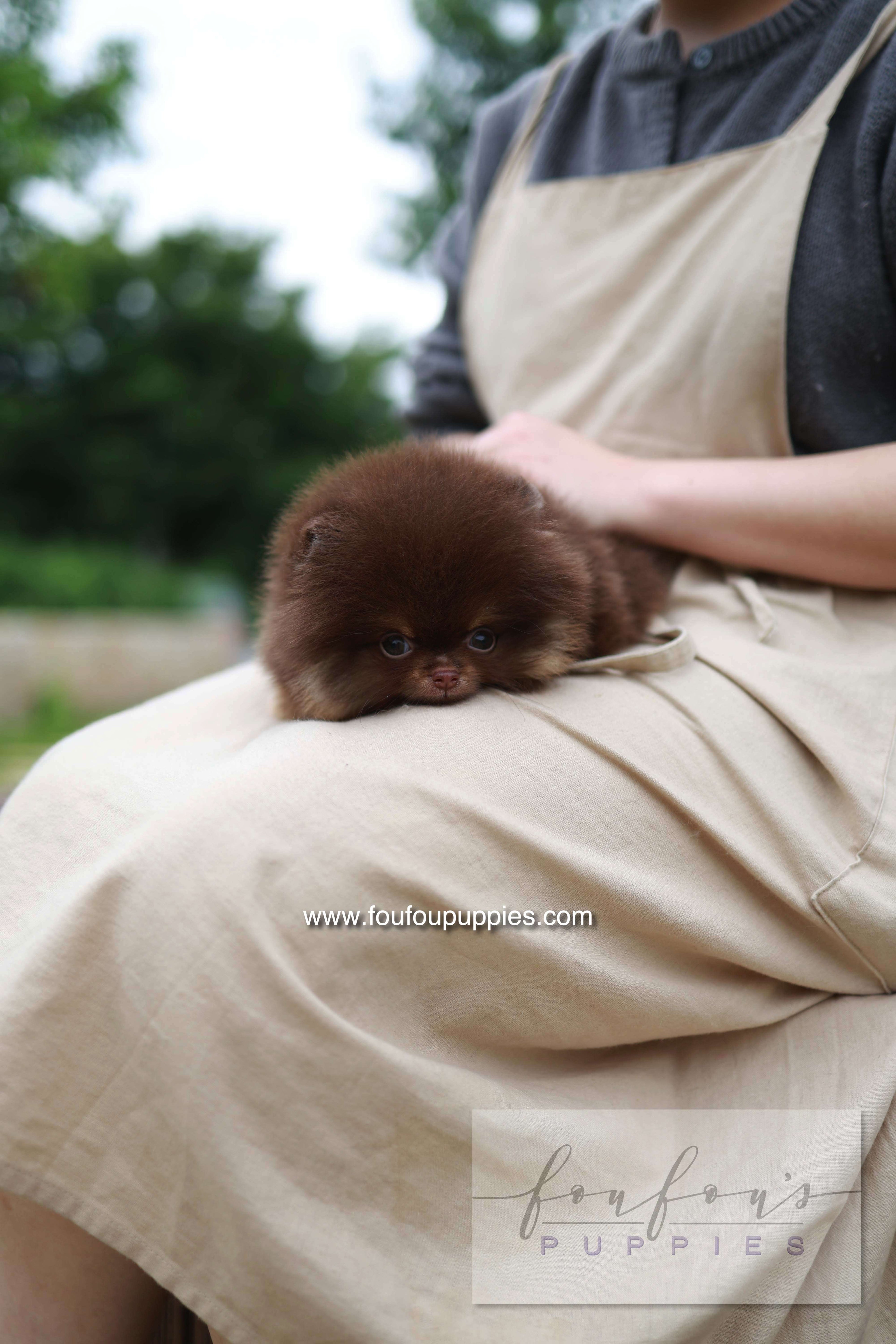Nemo - Pomeranian M.