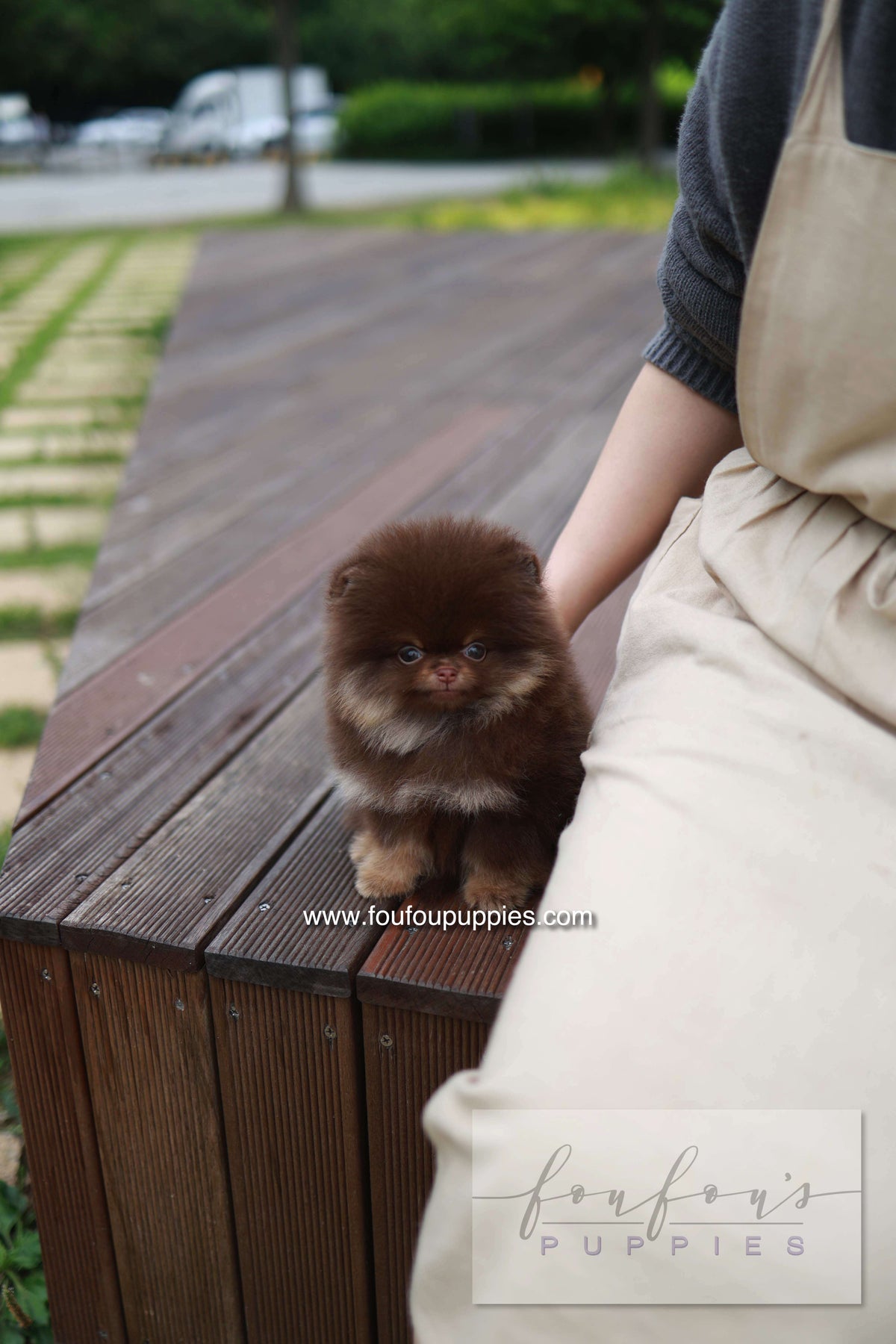 Nemo - Pomeranian M.