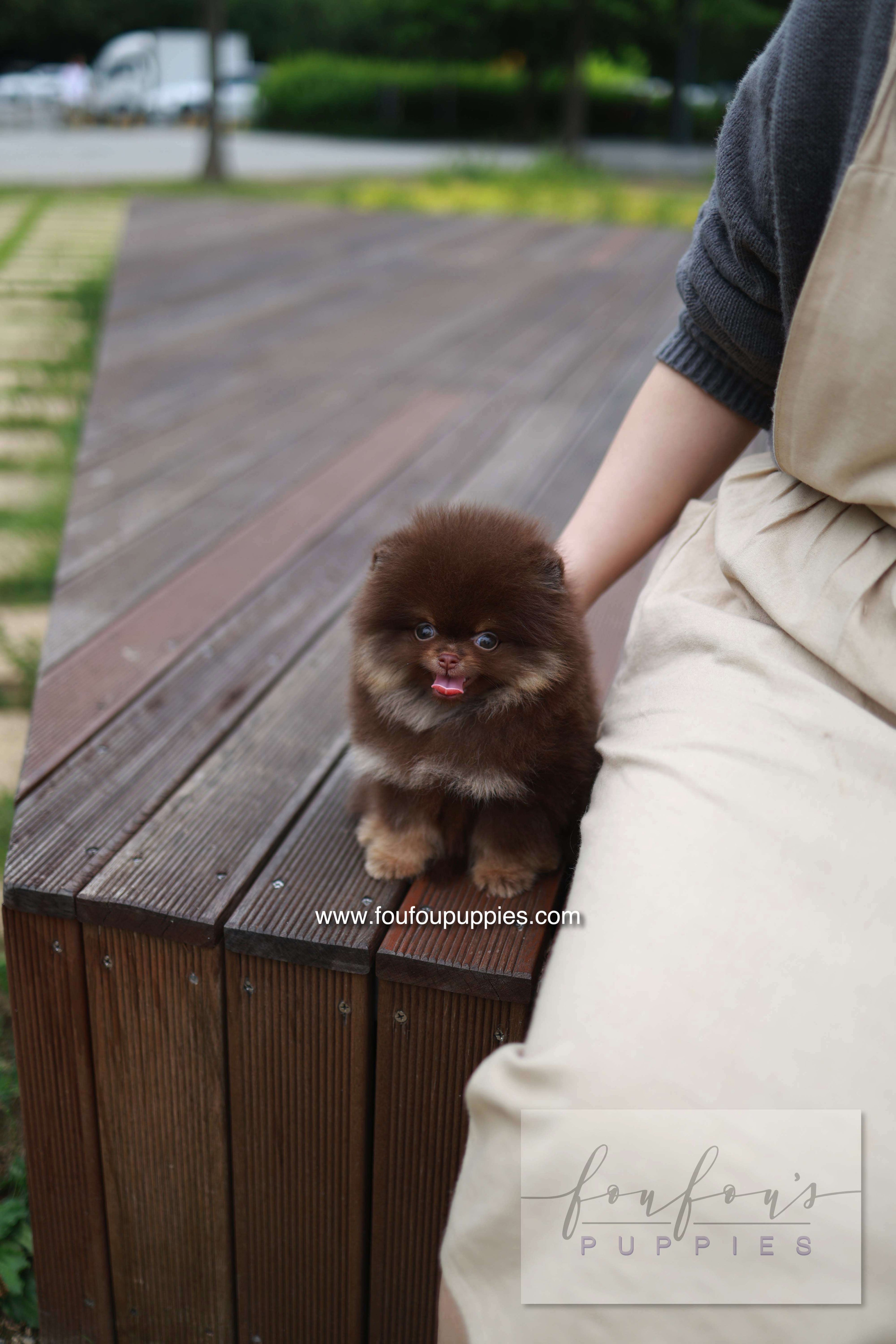 Nemo - Pomeranian M.