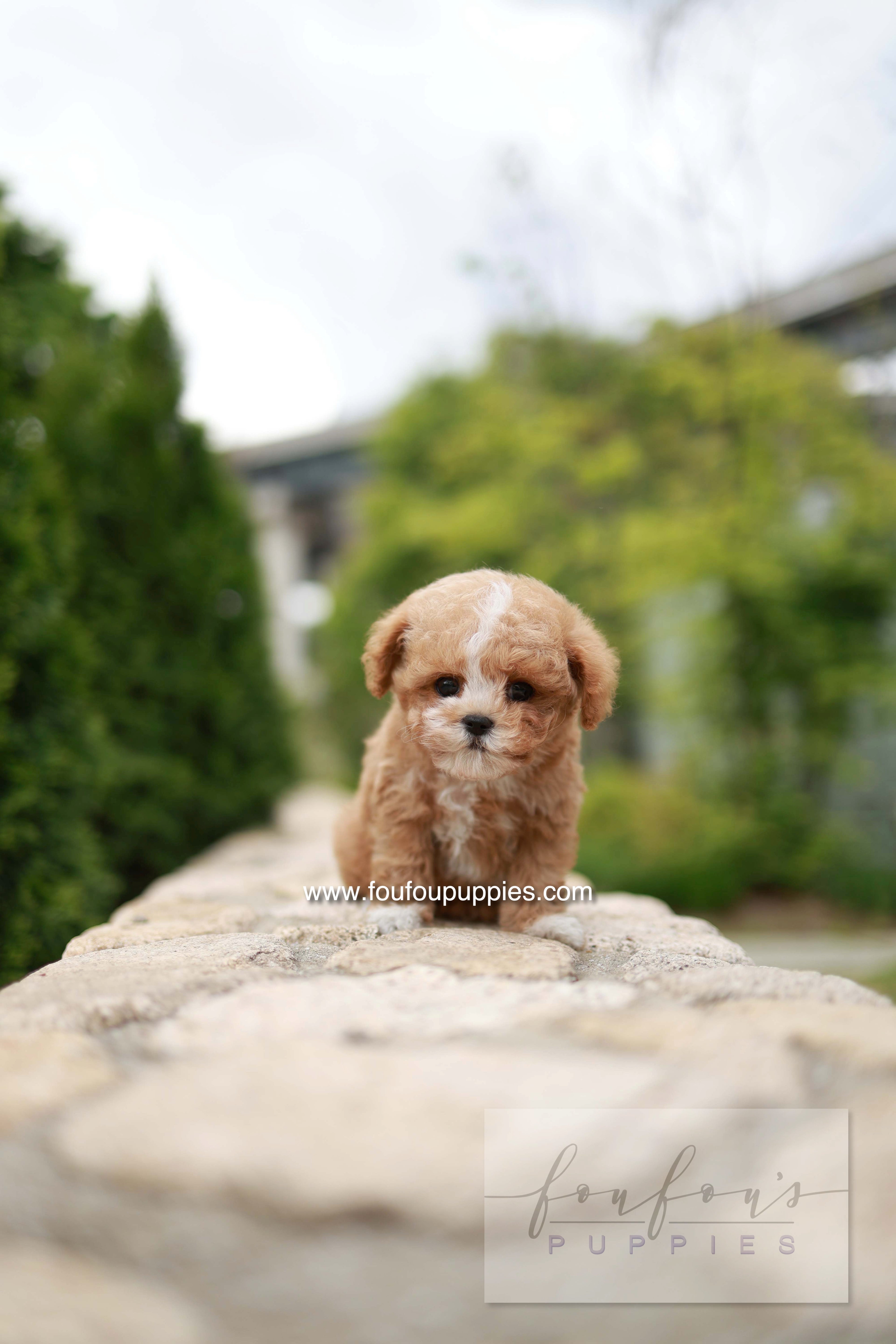 Timmie - Maltipoo M.