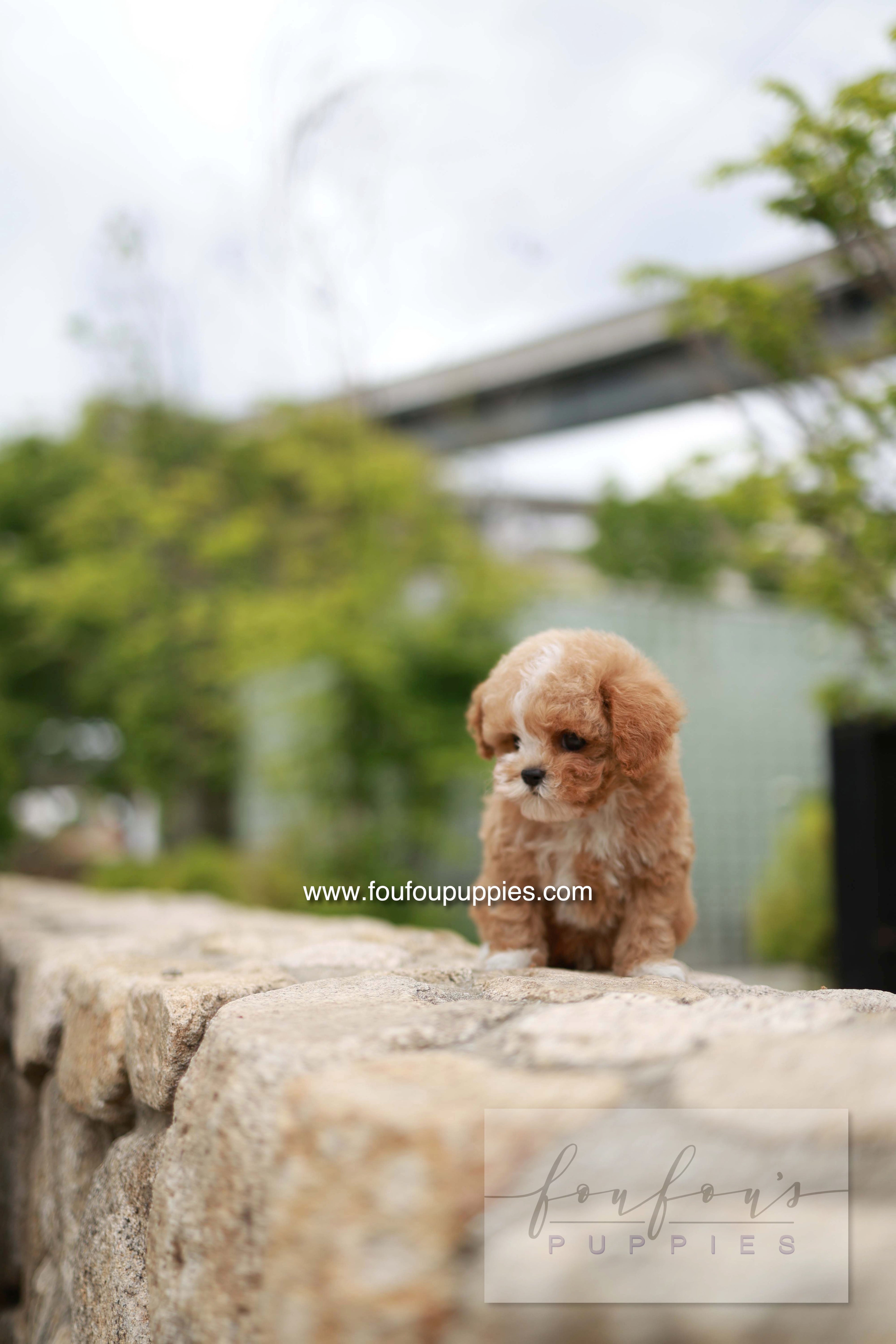 Timmie - Maltipoo M.