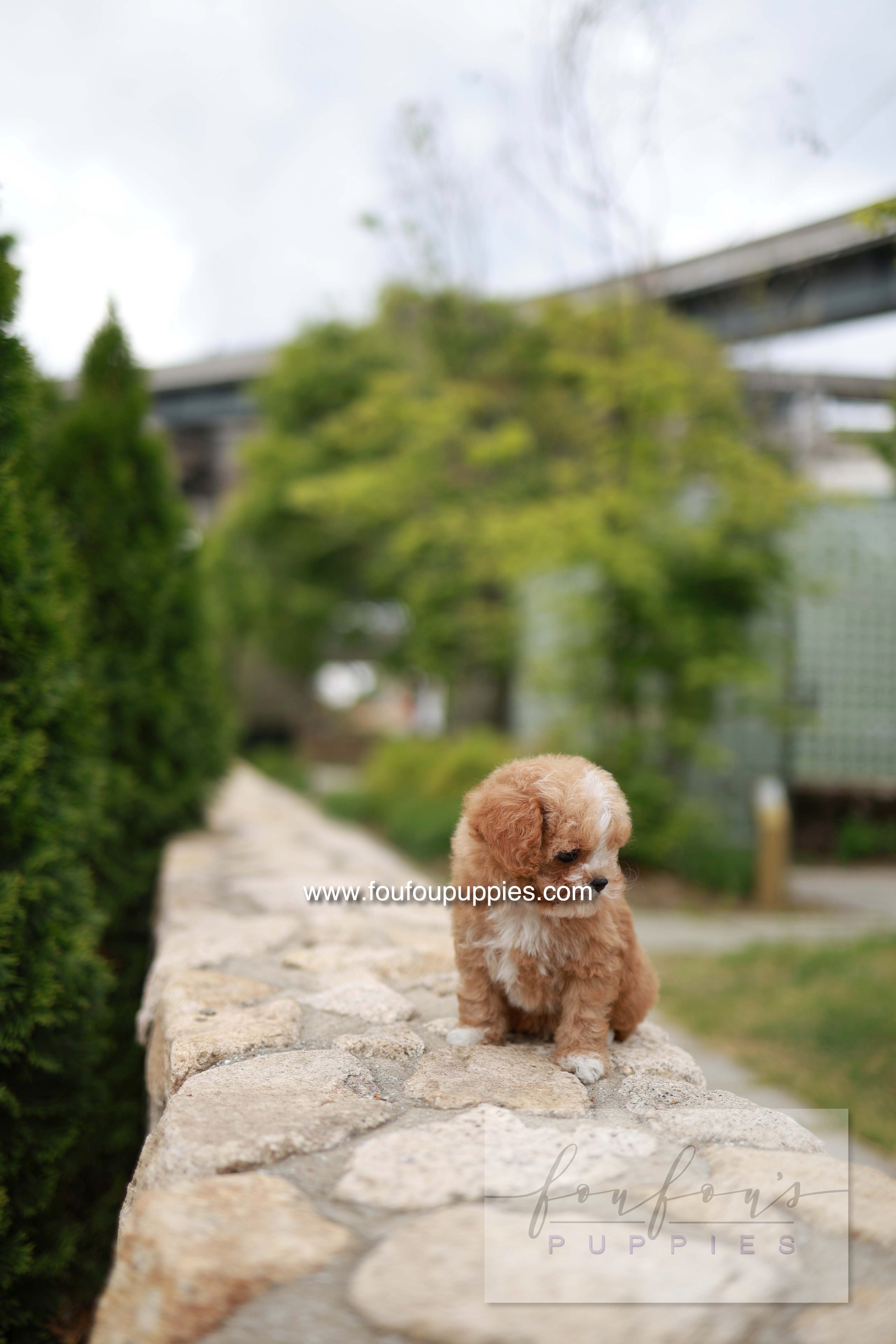Timmie - Maltipoo M.