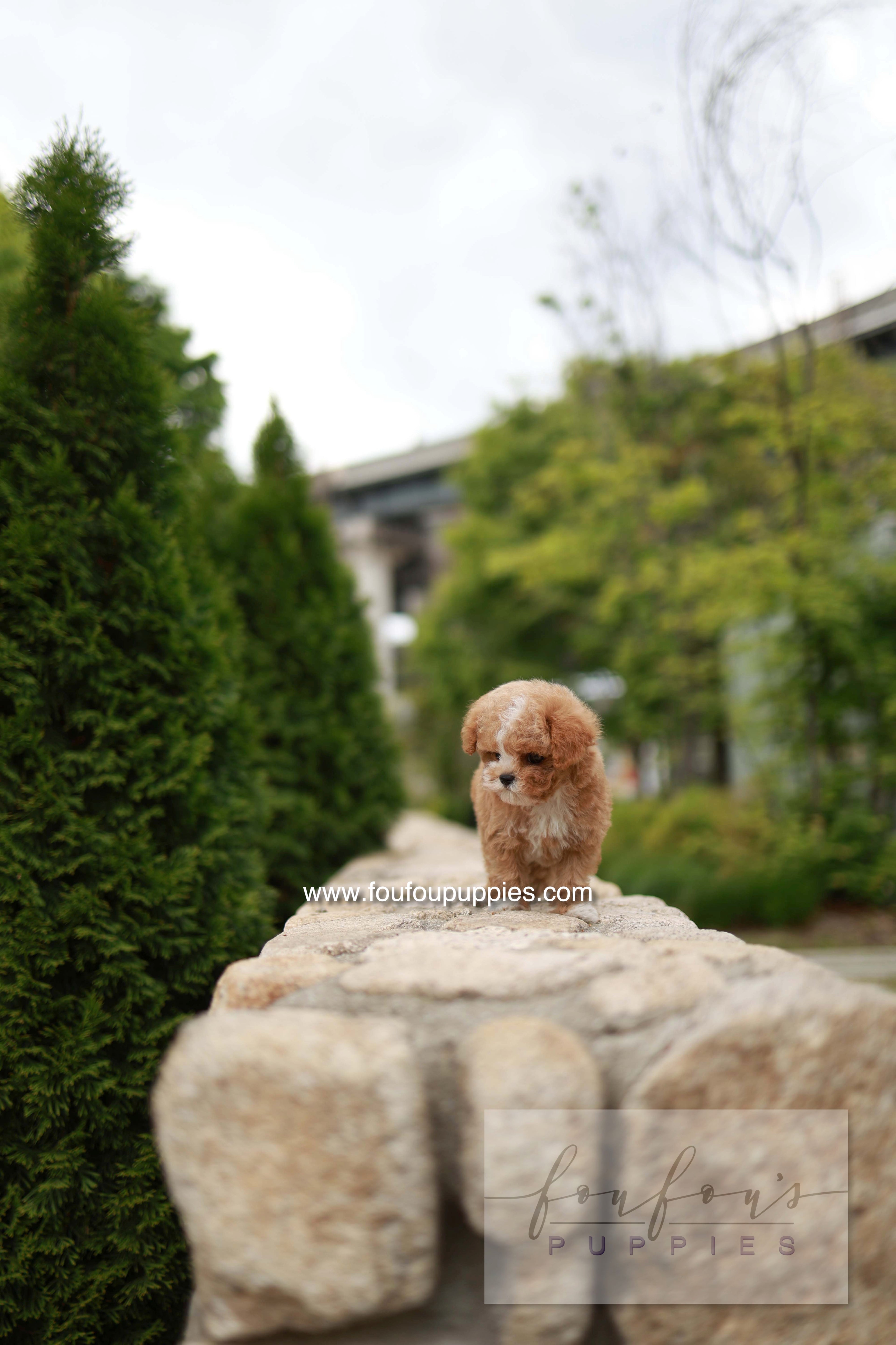 Timmie - Maltipoo M.