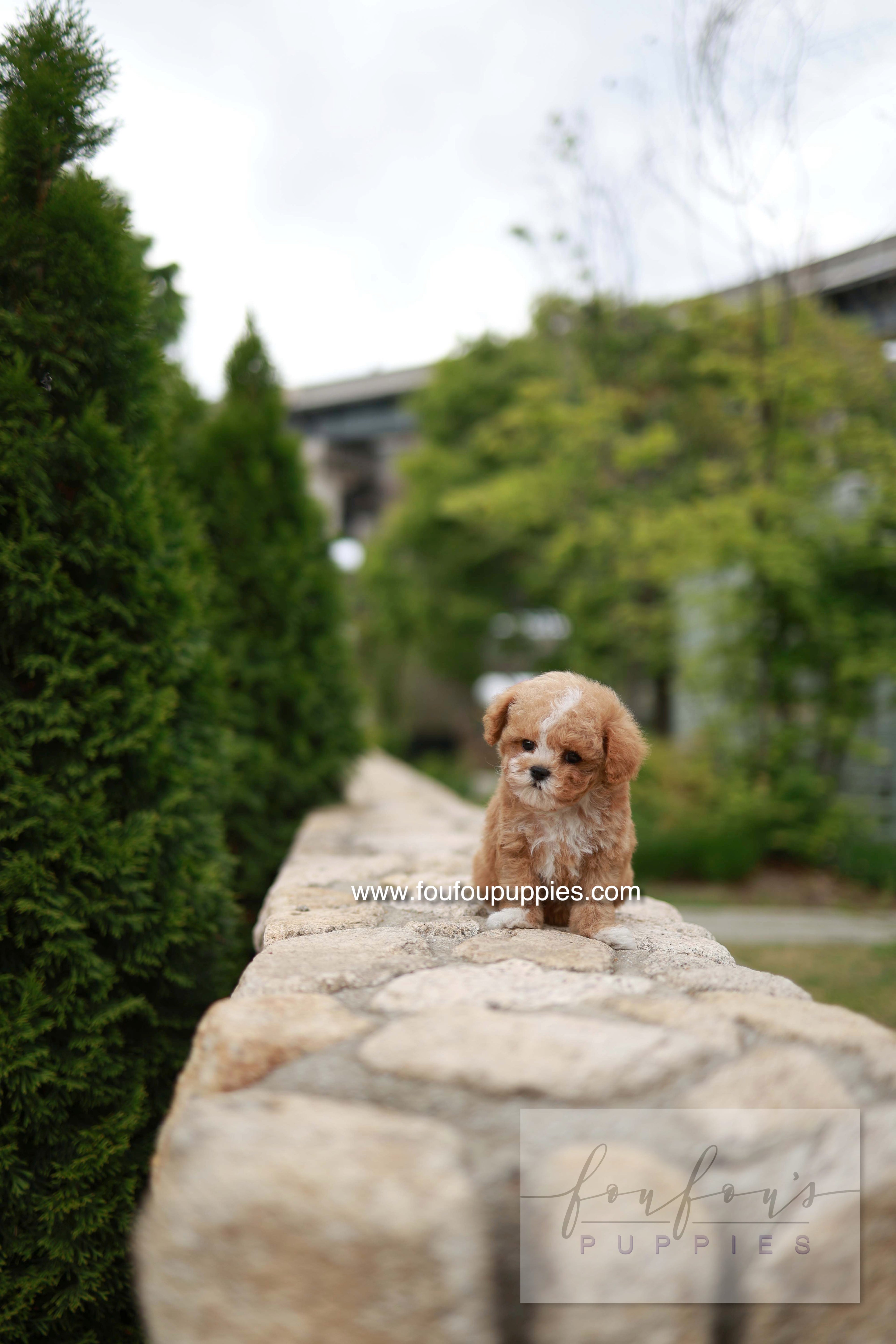 Timmie - Maltipoo M.