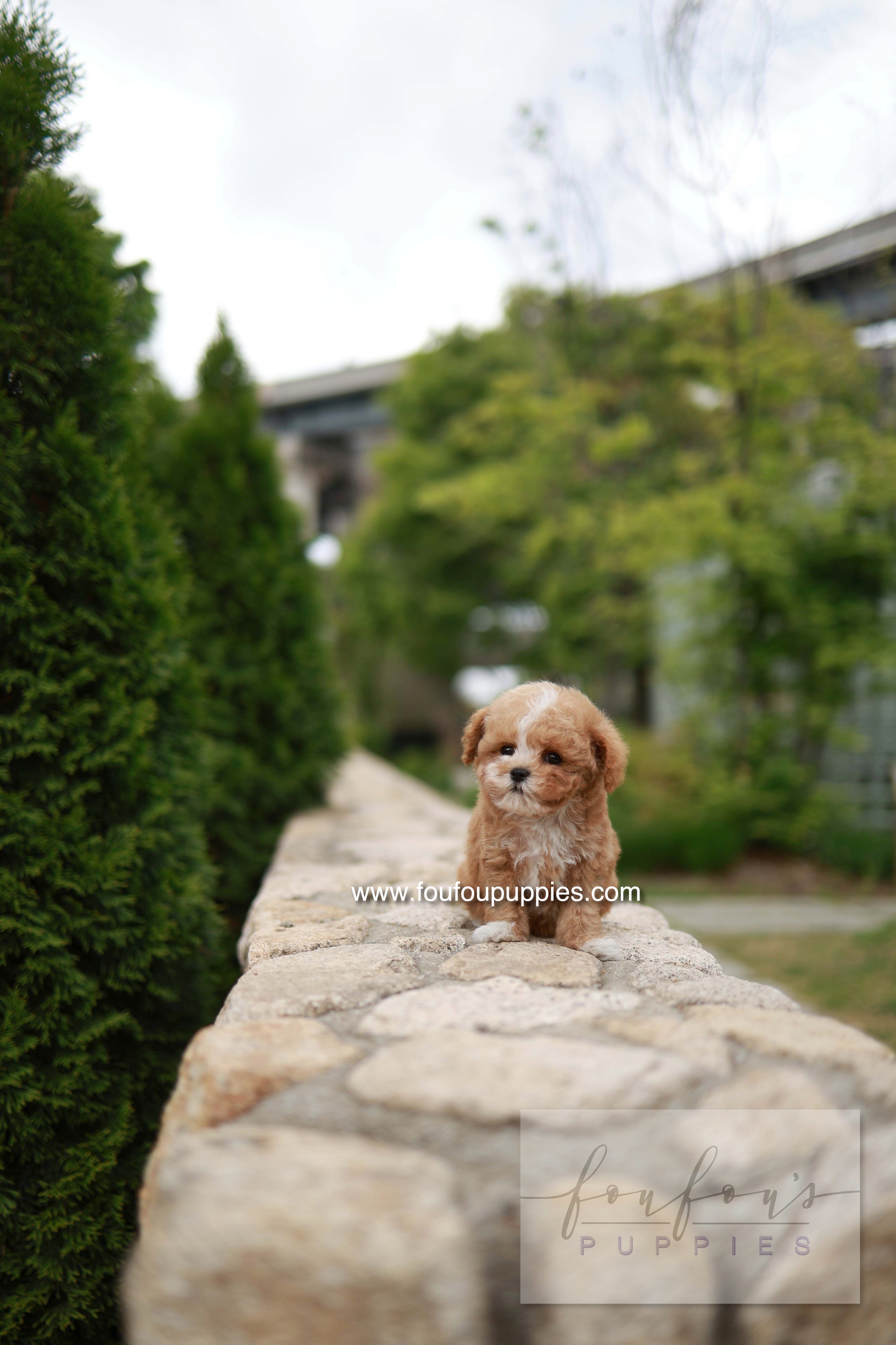 Timmie - Maltipoo M.