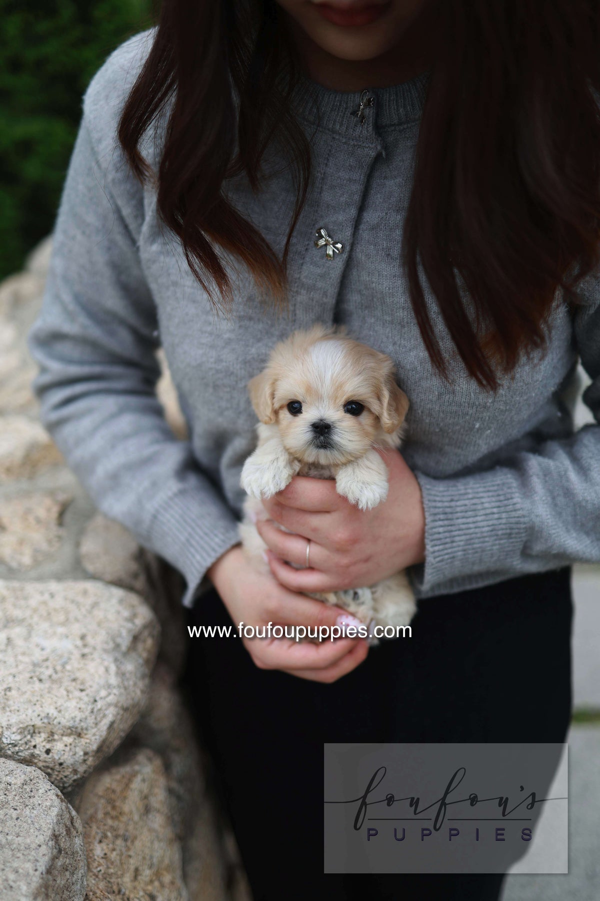 Pixel - Maltipoo M.