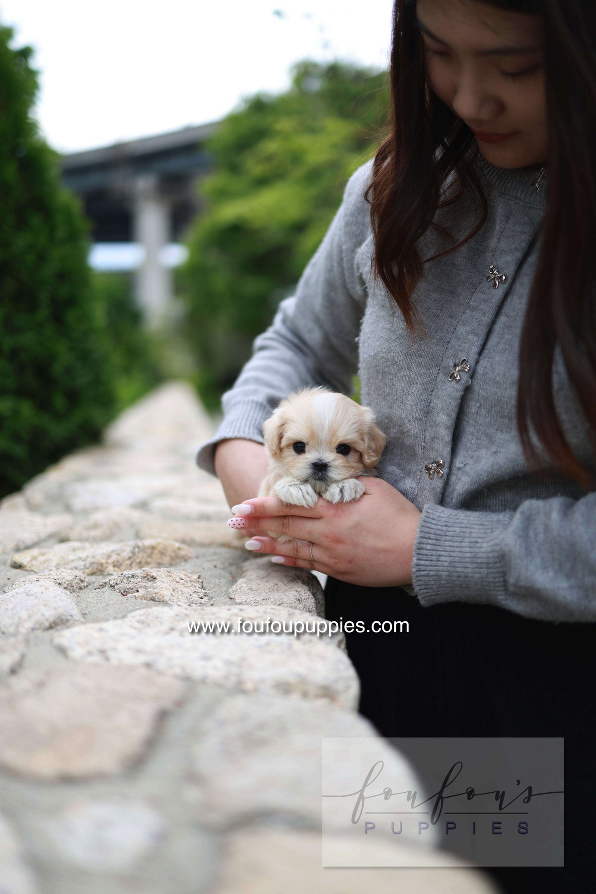 Pixel - Maltipoo M.