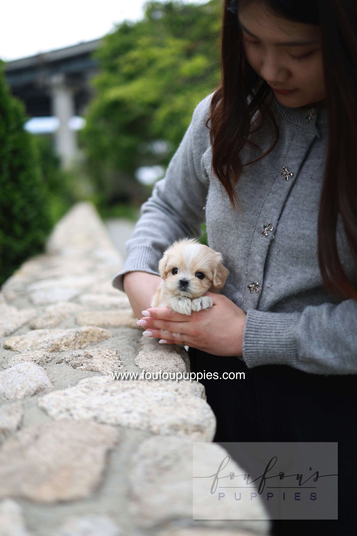 Pixel - Maltipoo M.