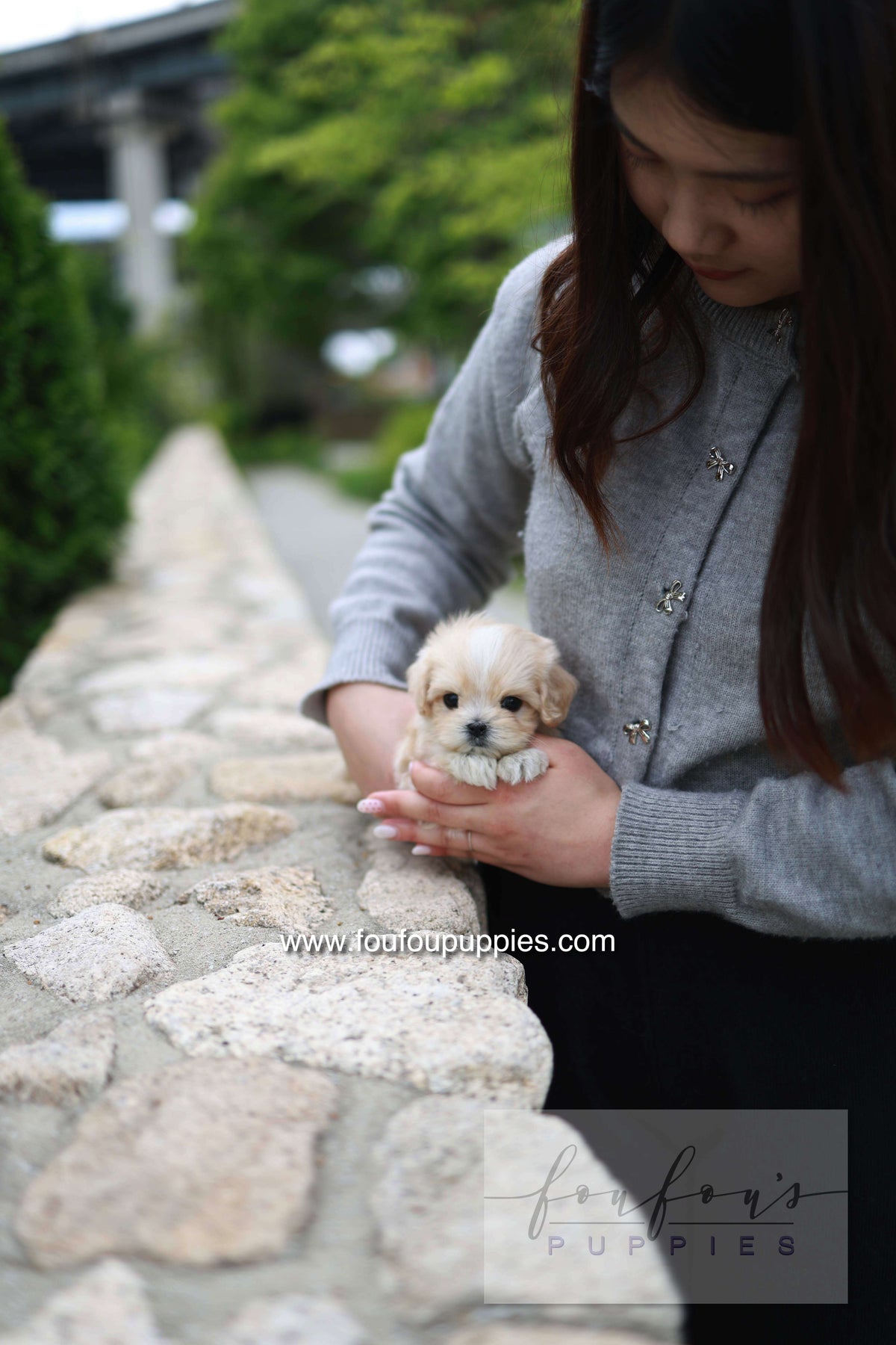 Pixel - Maltipoo M.