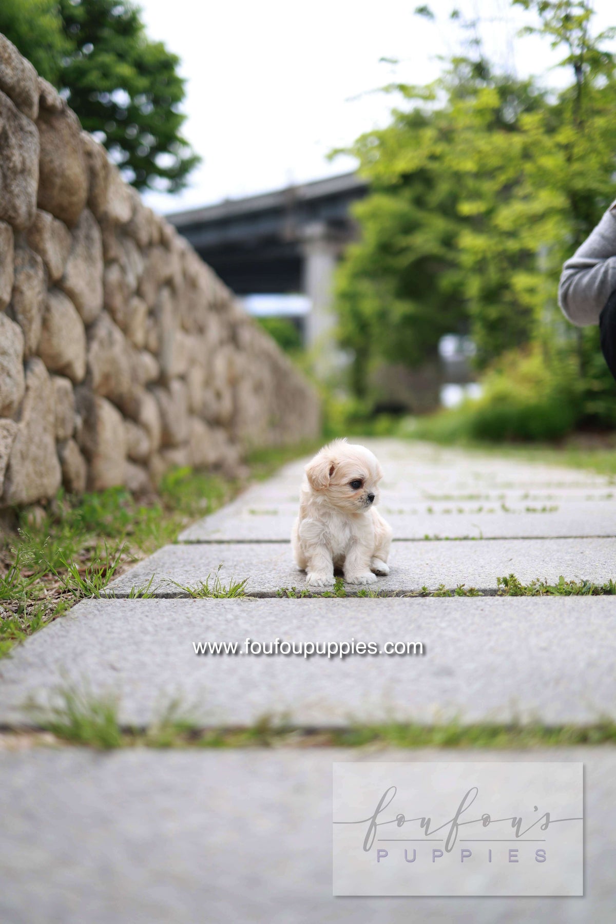 Pixel - Maltipoo M.