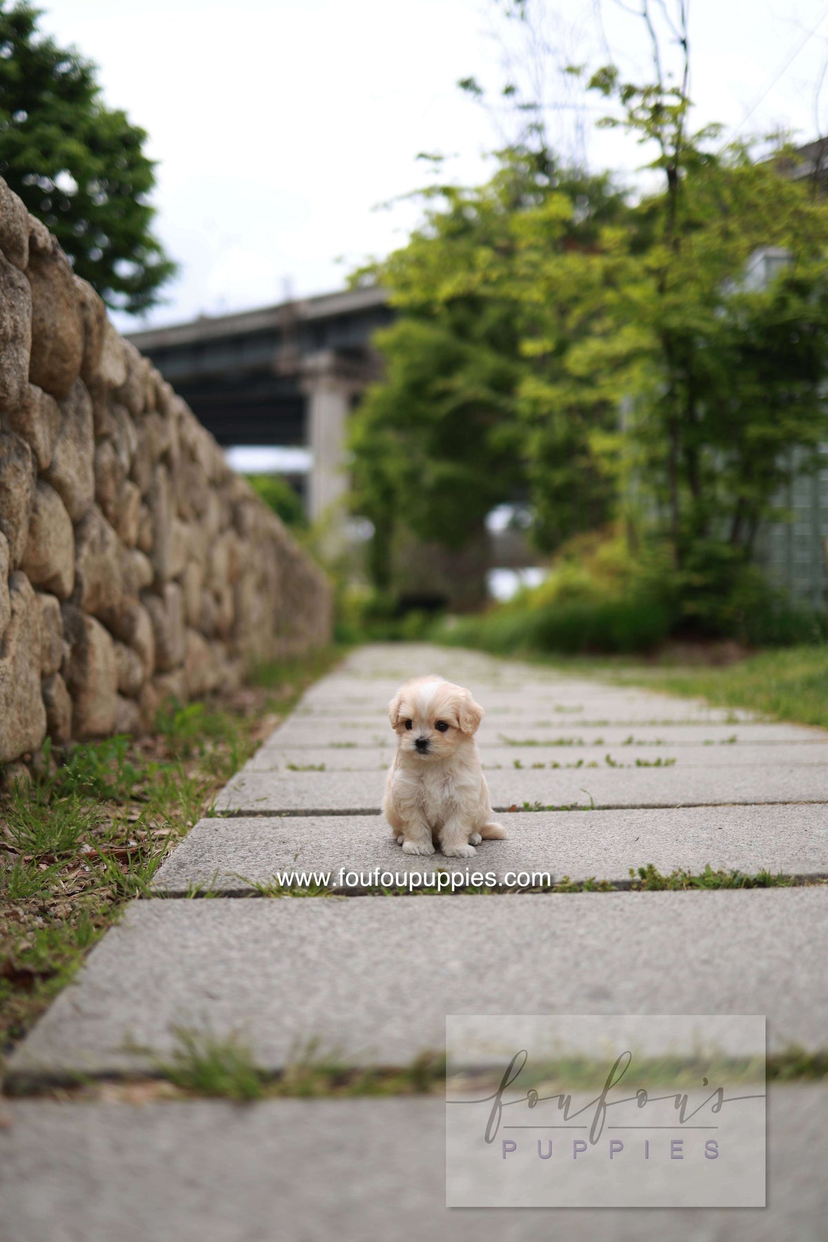 Pixel - Maltipoo M.