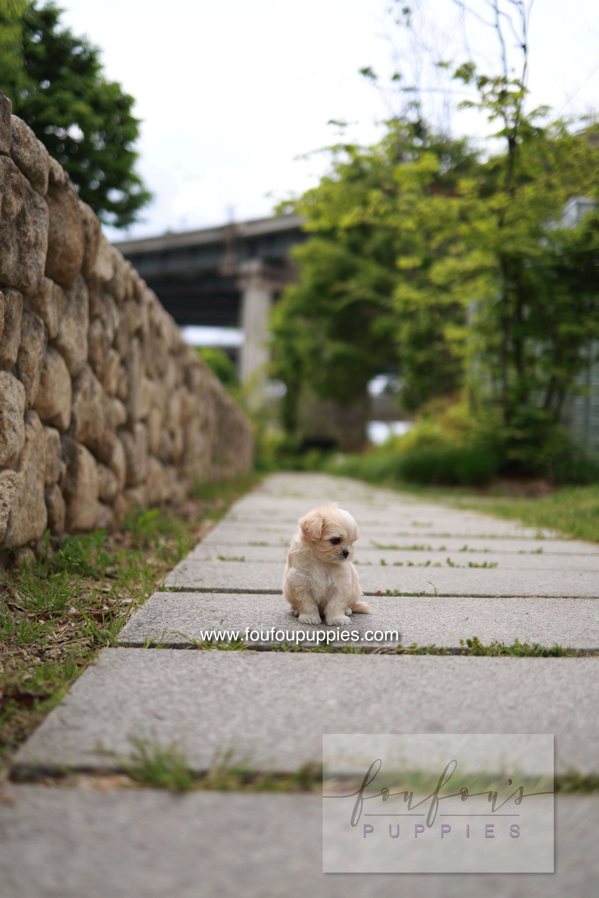Pixel - Maltipoo M.
