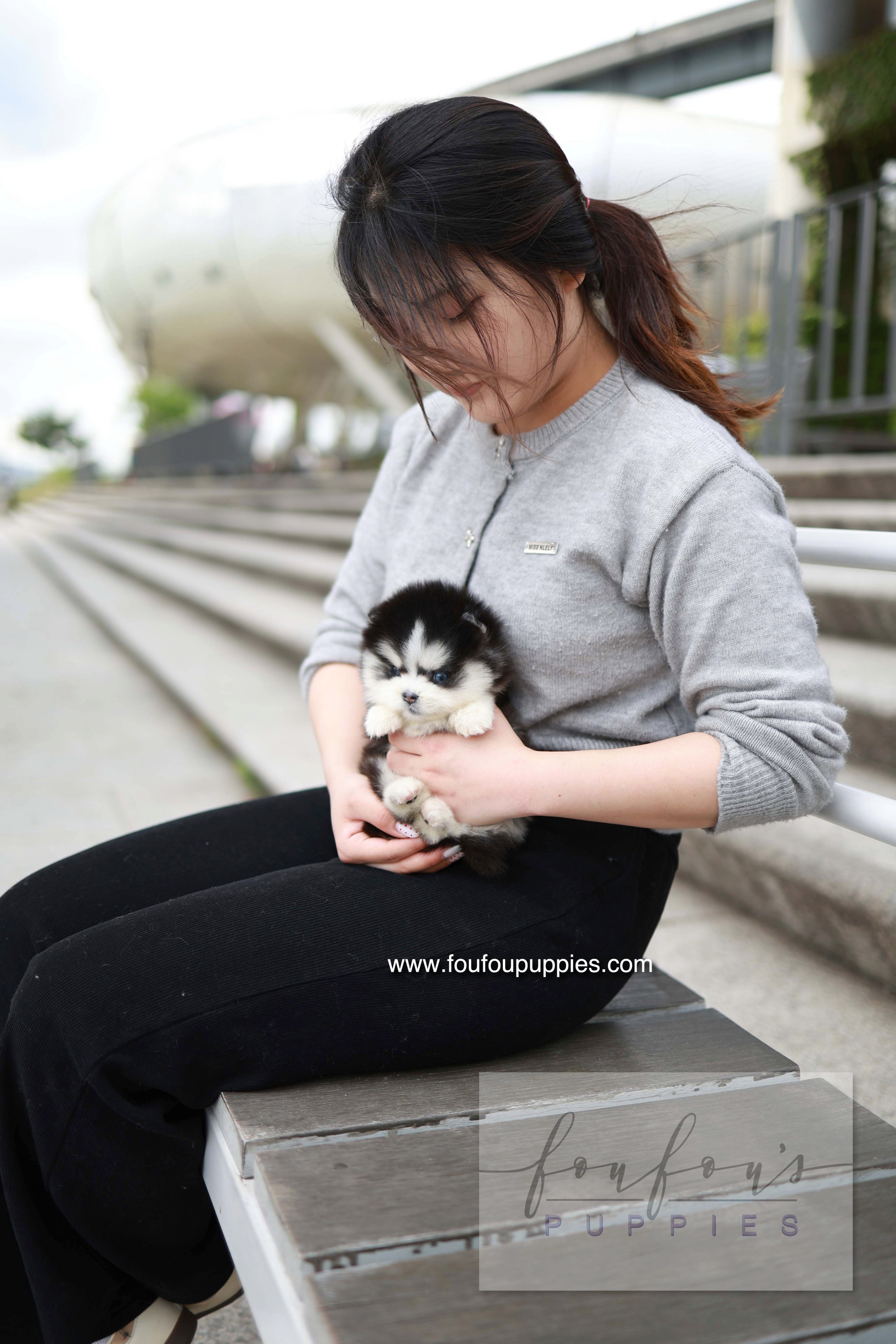Capri - Pomsky F.