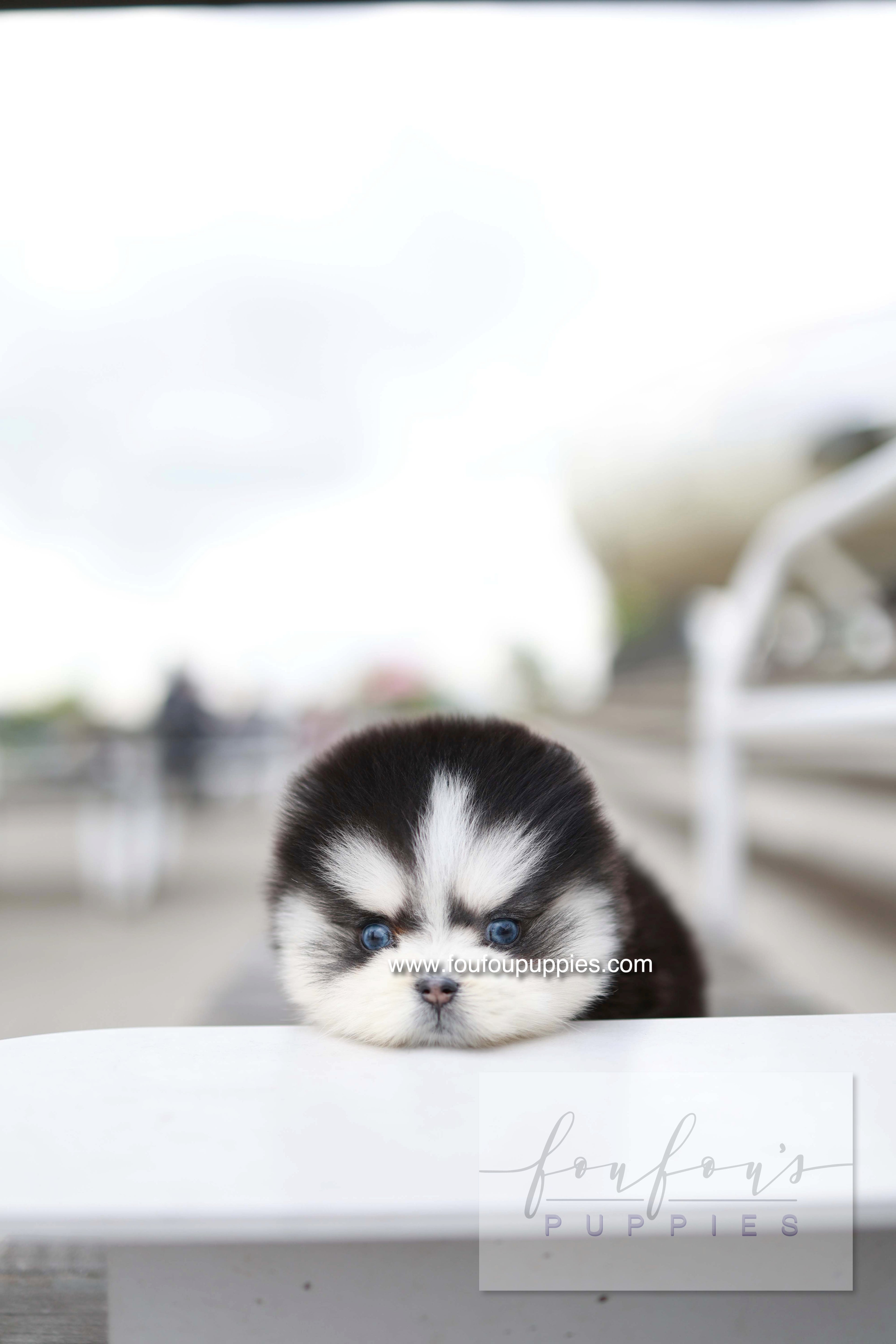 Capri - Pomsky F.
