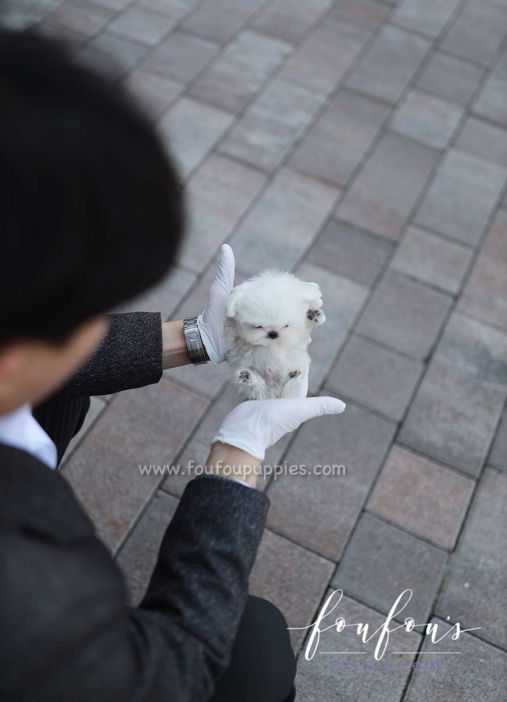 Yeti - Maltese M.