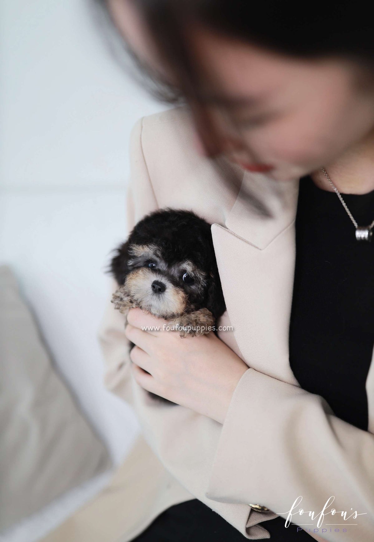Henri - Poodle M.