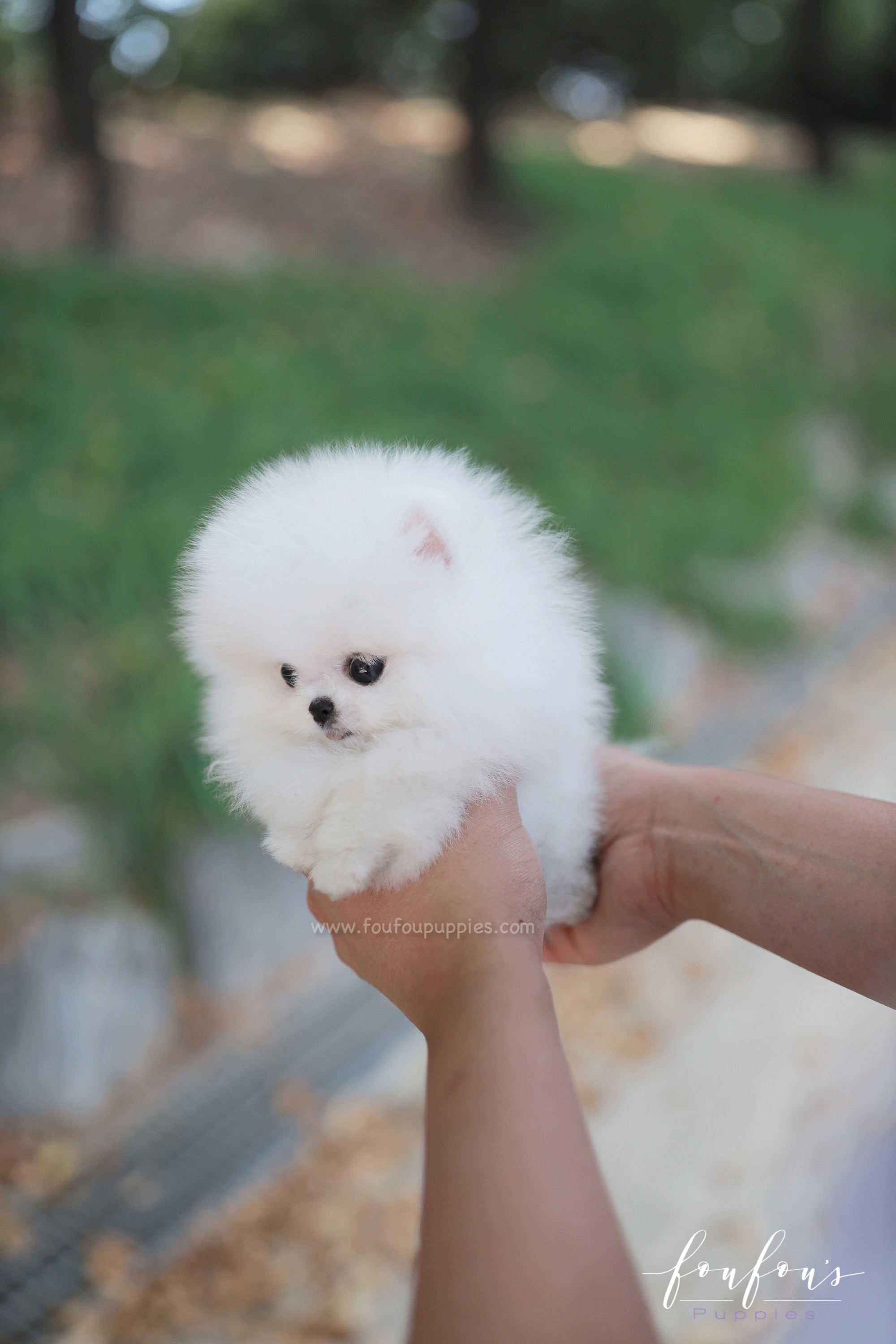 Snowie - Pomeranian F.