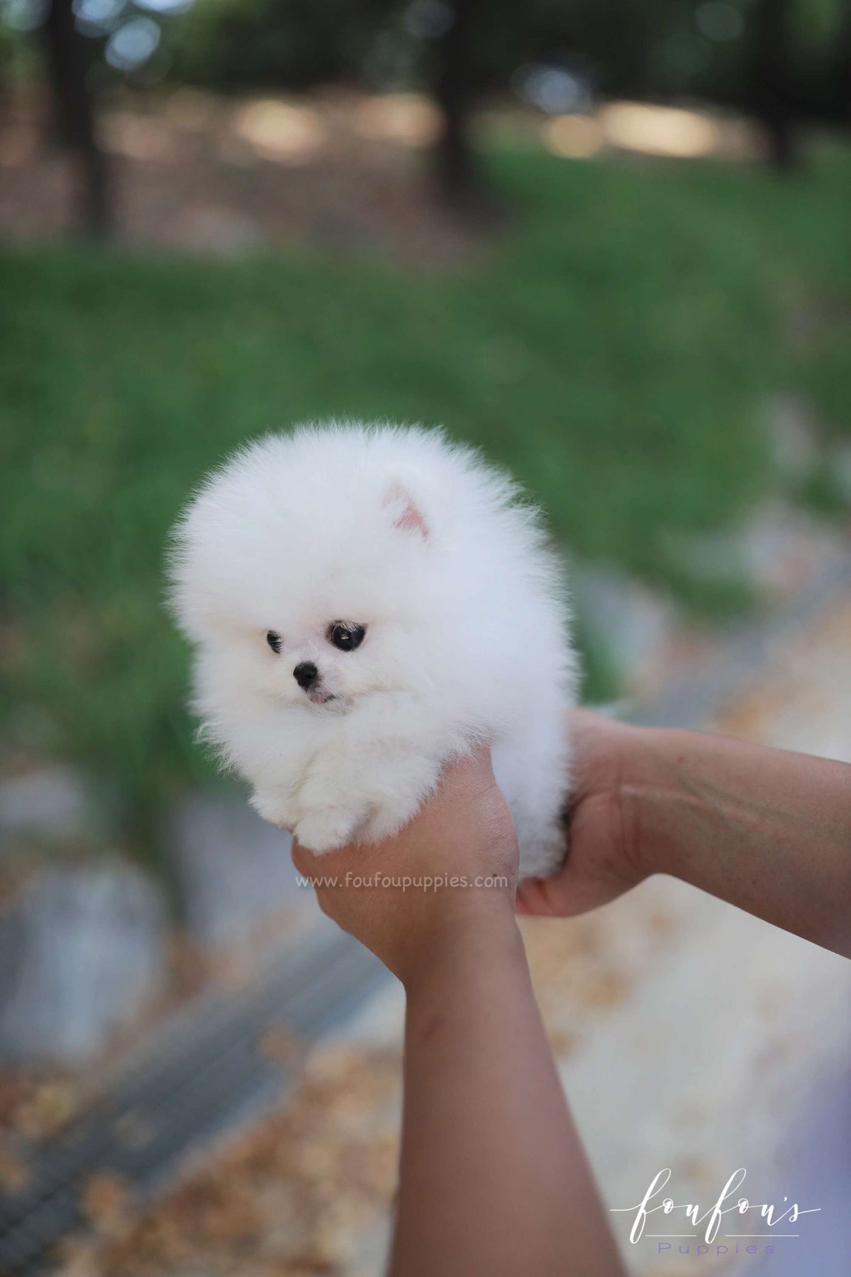 Snowie - Pomeranian F.