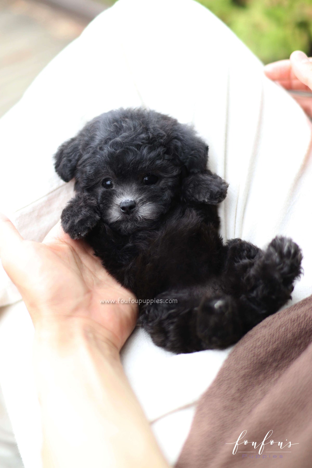 Dahlia - Poodle F.