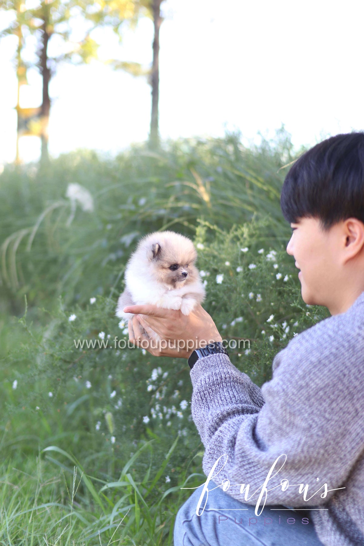 Zephyr - Pomeranian M.