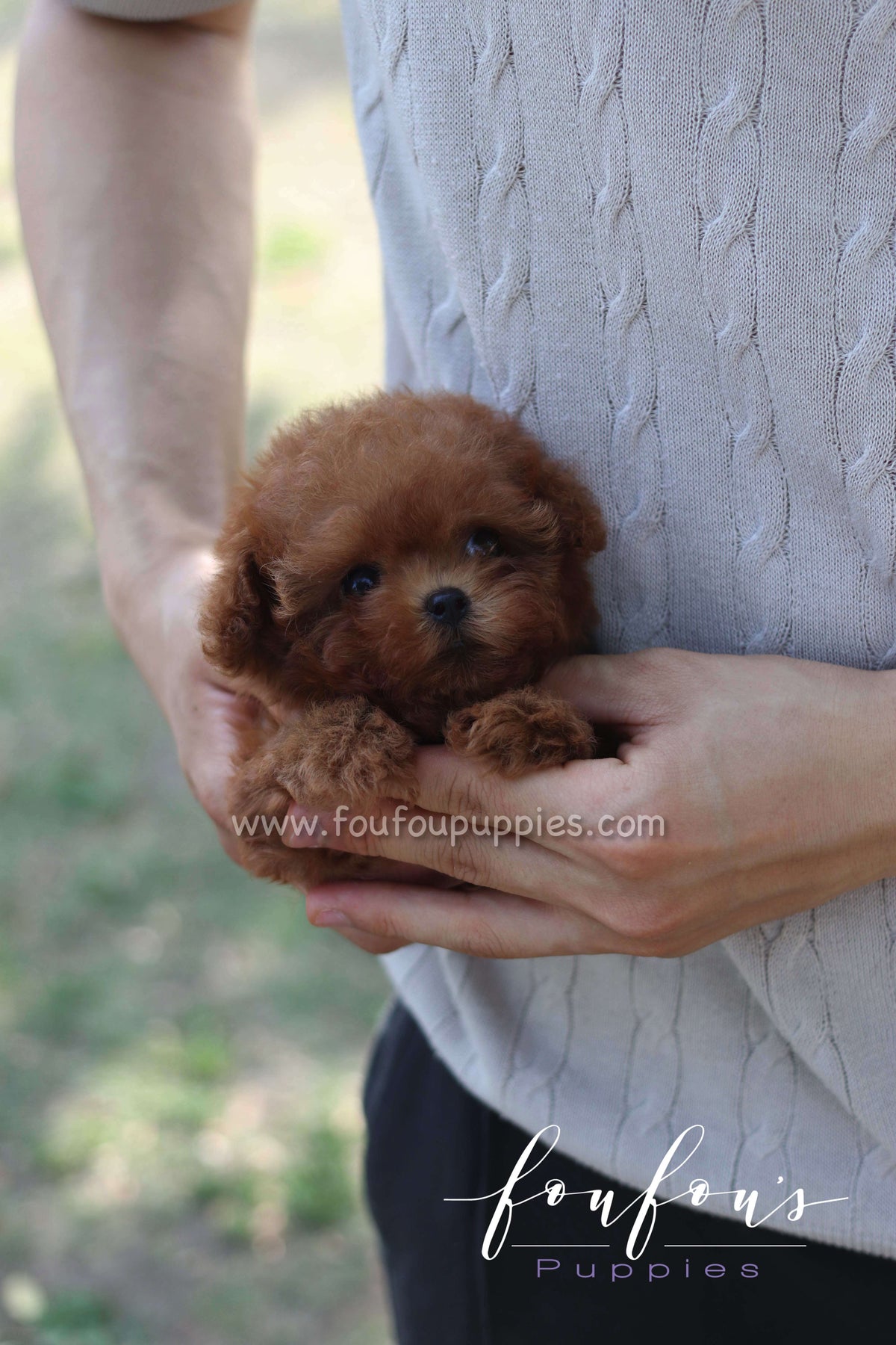 Rosie - Poodle F.