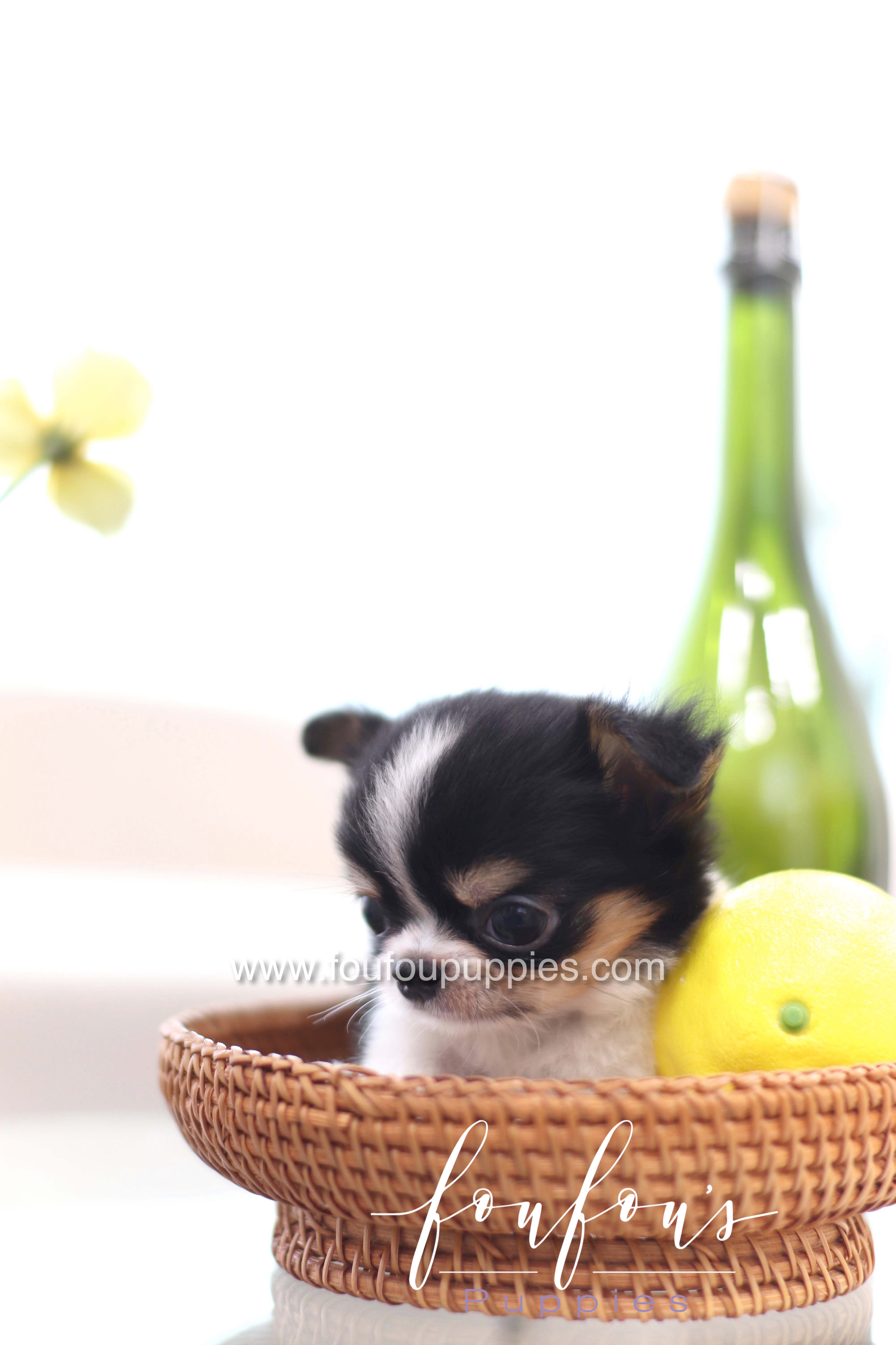 Pablo - Chihuahua M.