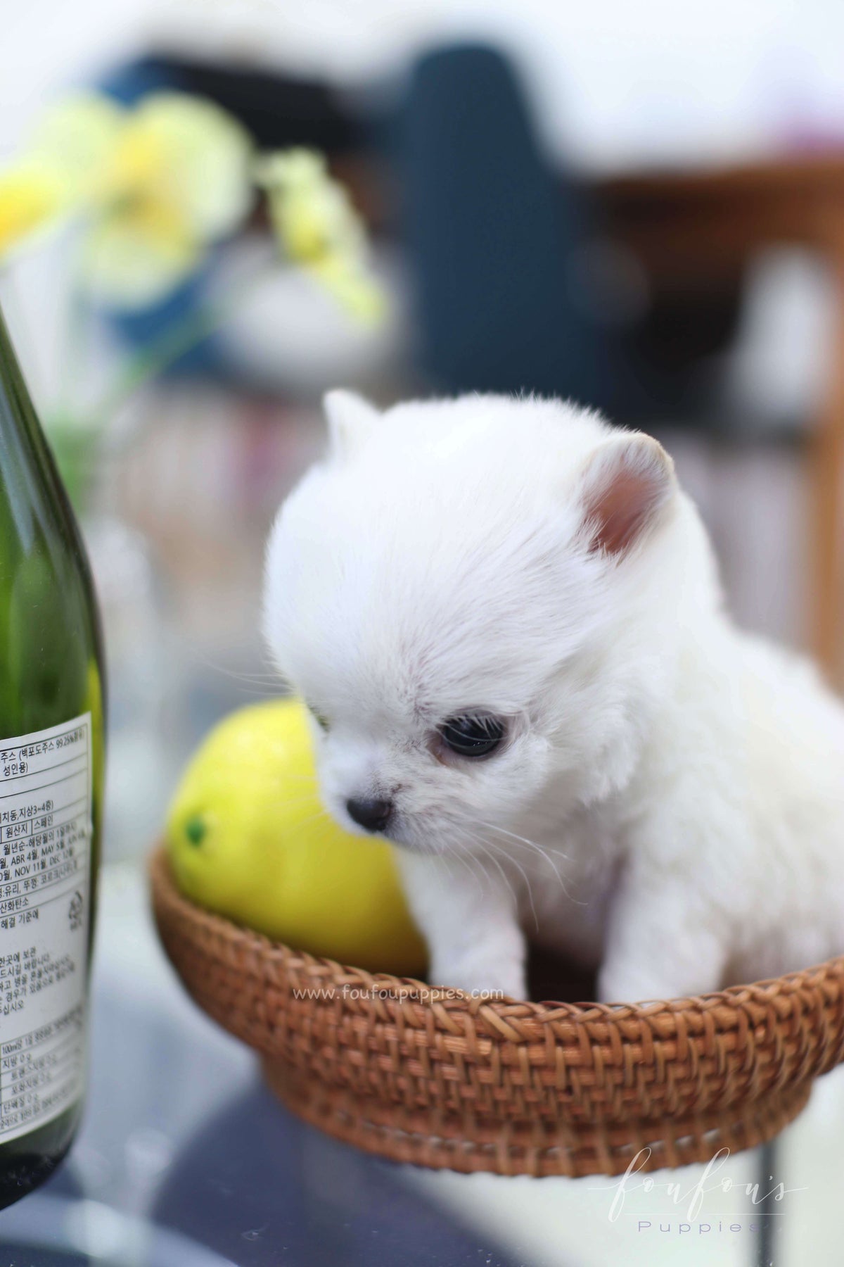 Milo - Chihuahua M.