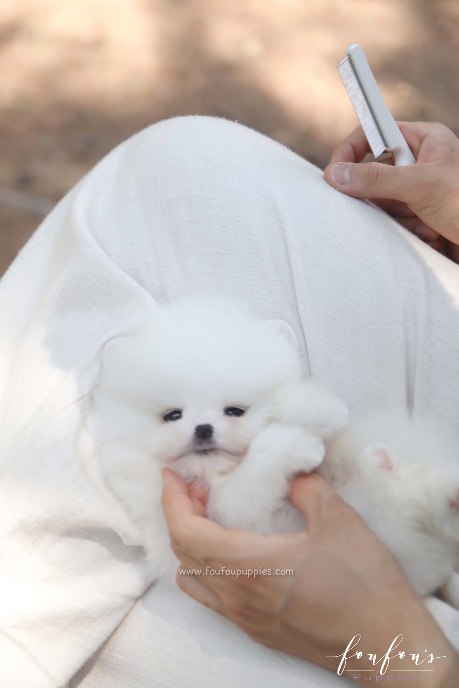 Nova - Pomeranian M.