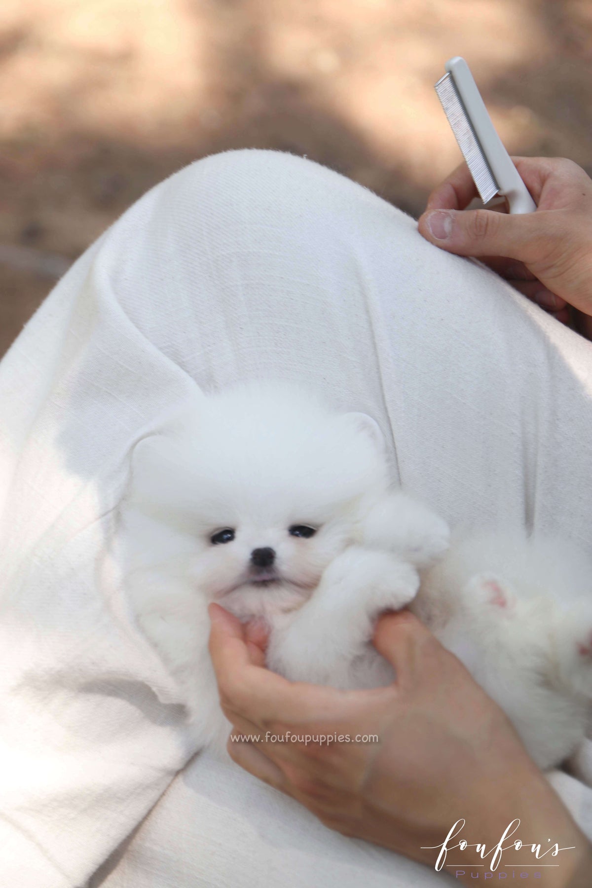 Nova - Pomeranian M.