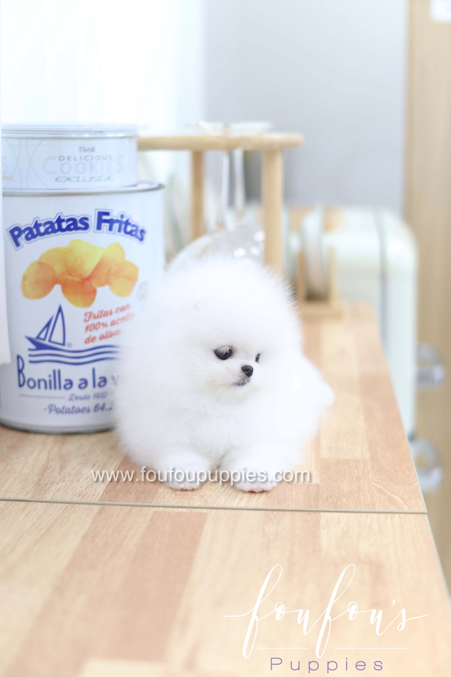 Dior - Pomeranian F.