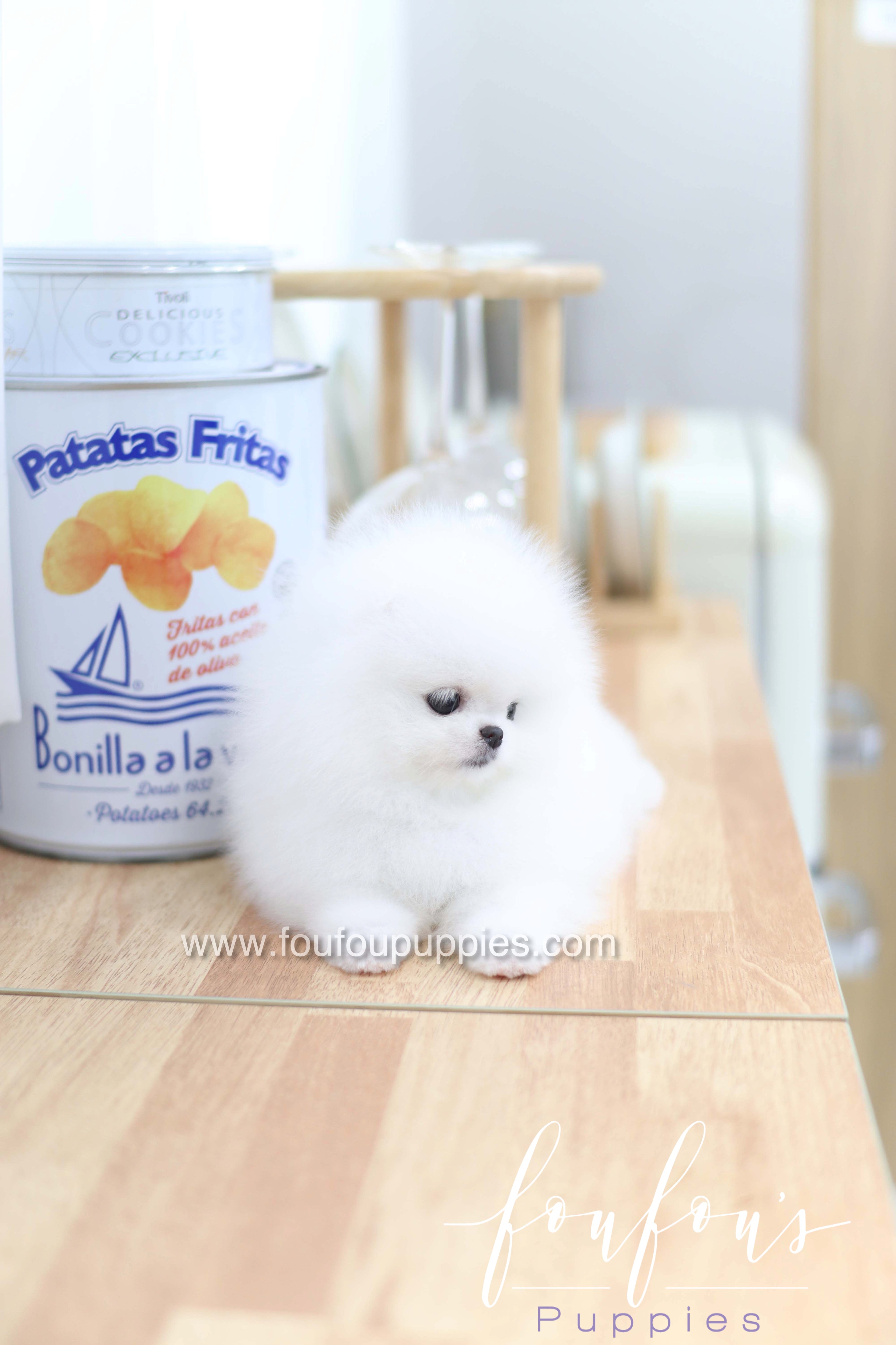 Dior - Pomeranian F.