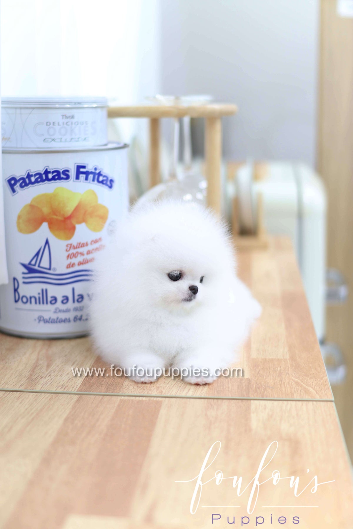 Dior - Pomeranian F.