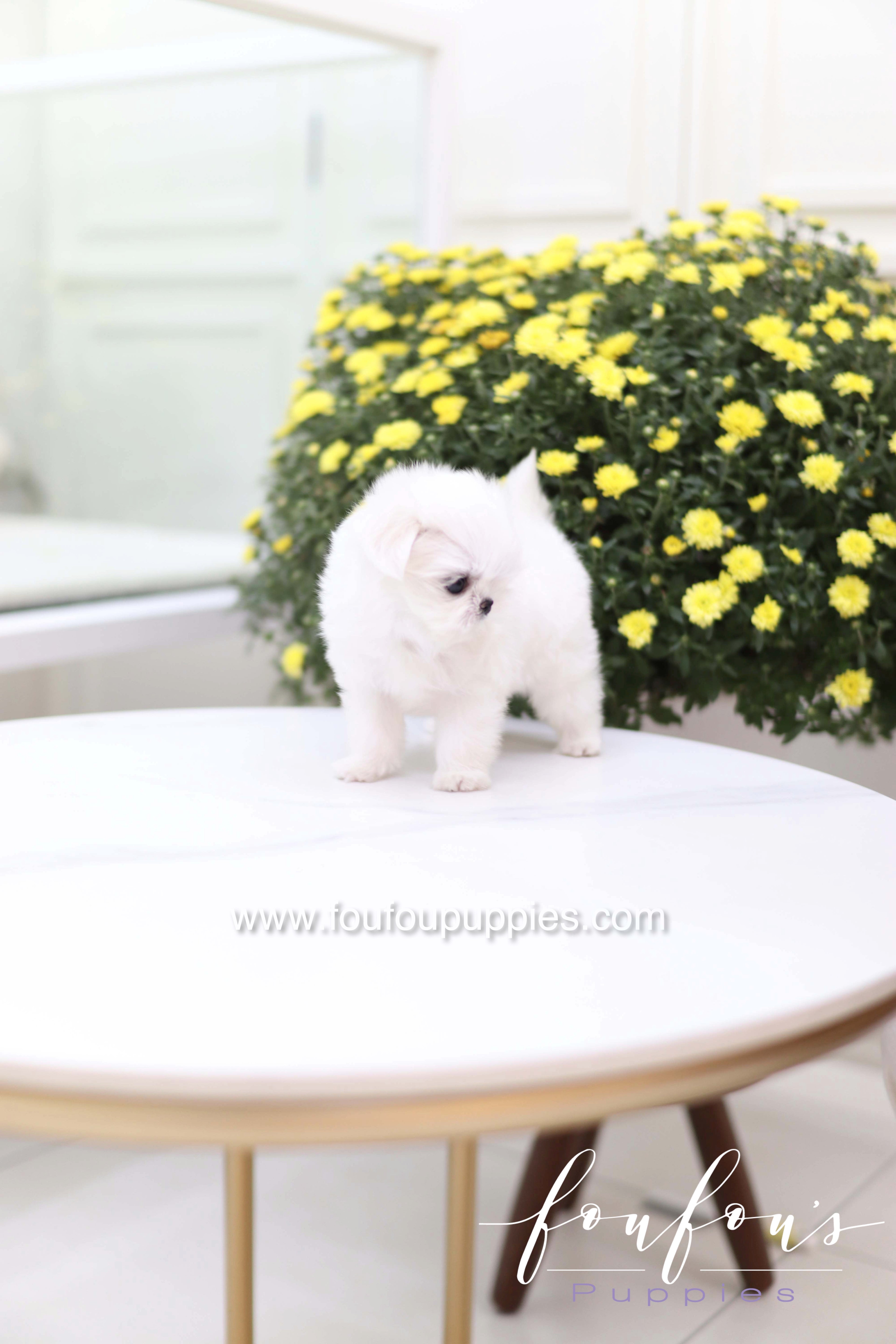 Teeny - Maltese F.