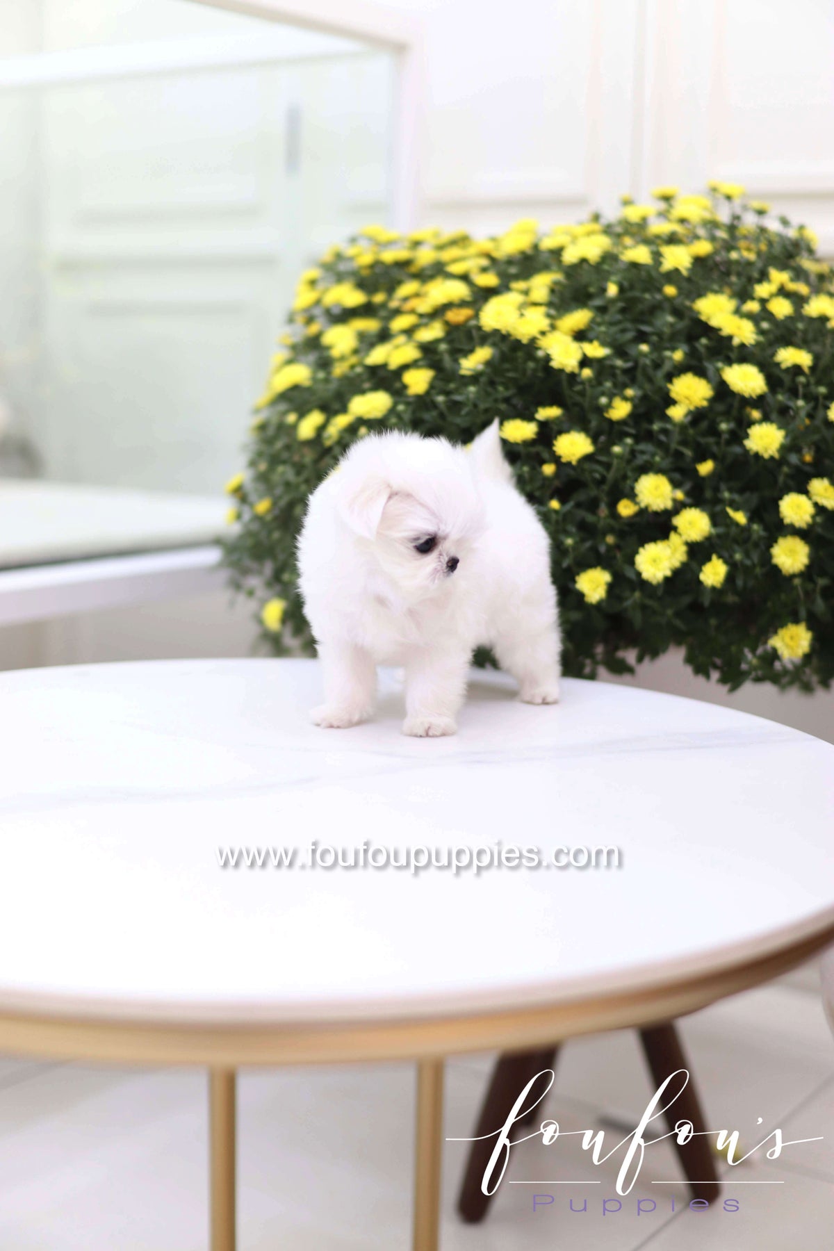 Teeny - Maltese F.