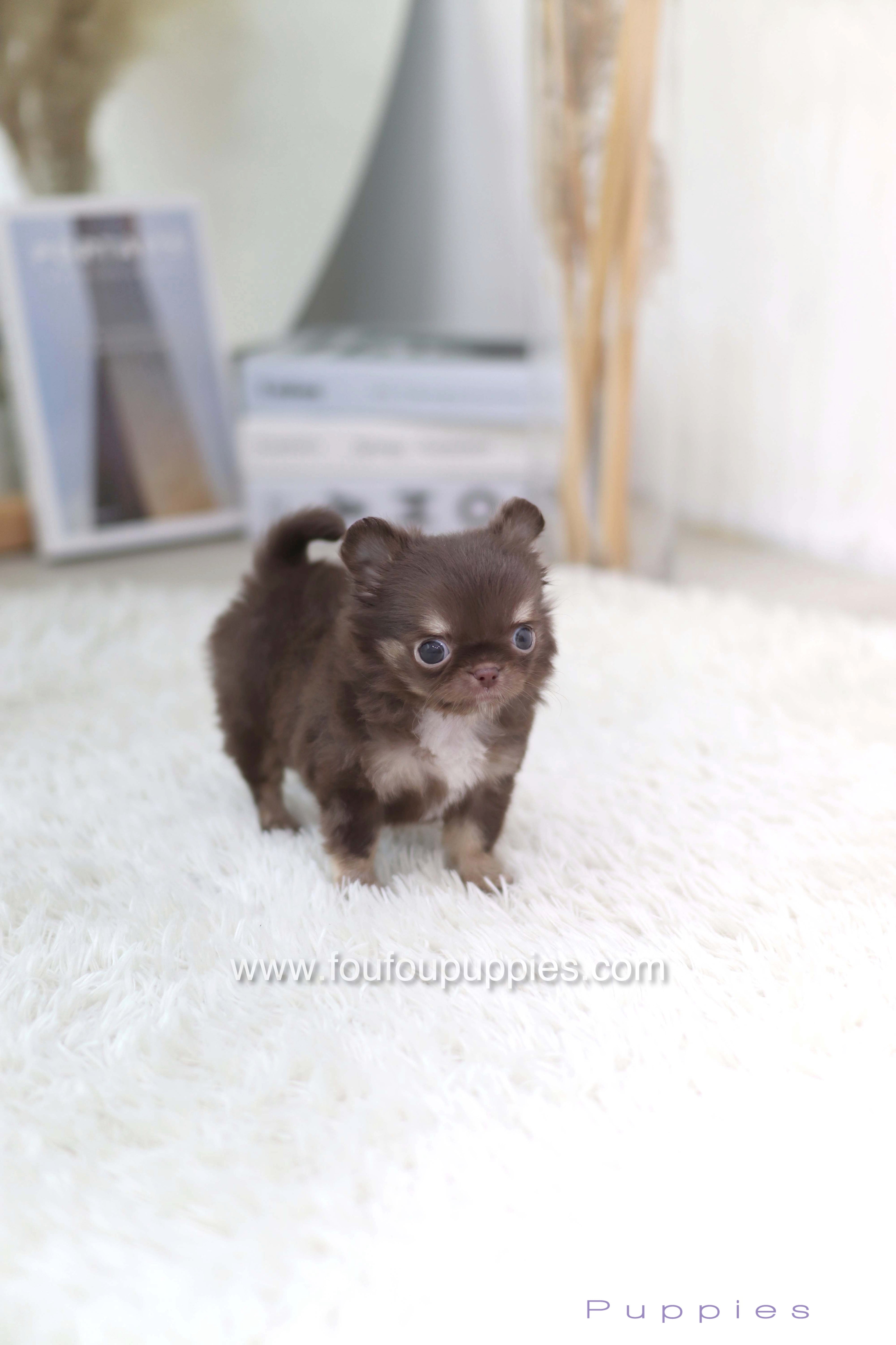 Mocha - Chihuahua F.