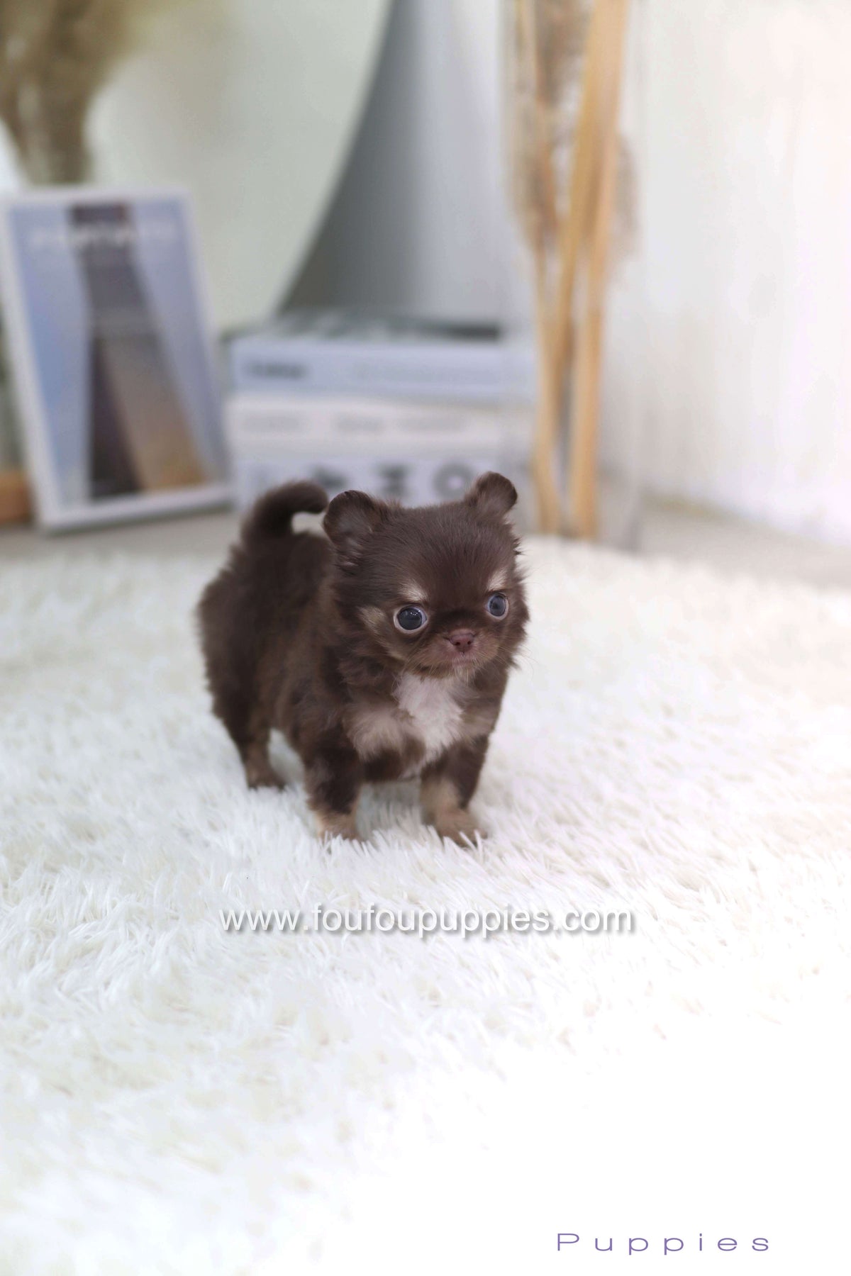 Mocha - Chihuahua F.