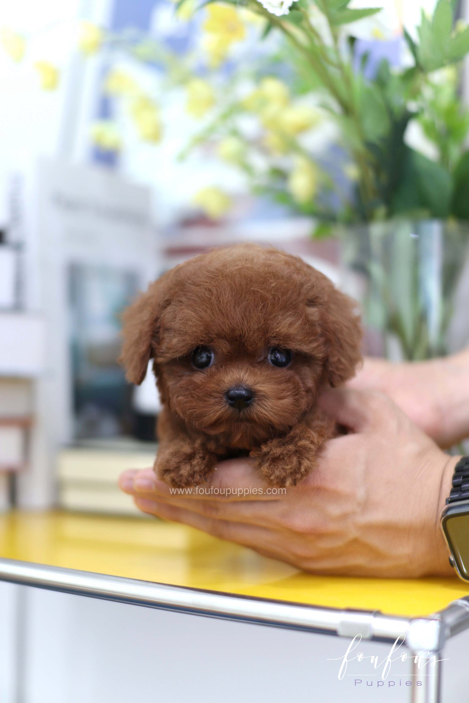 Lady - Poodle F. -