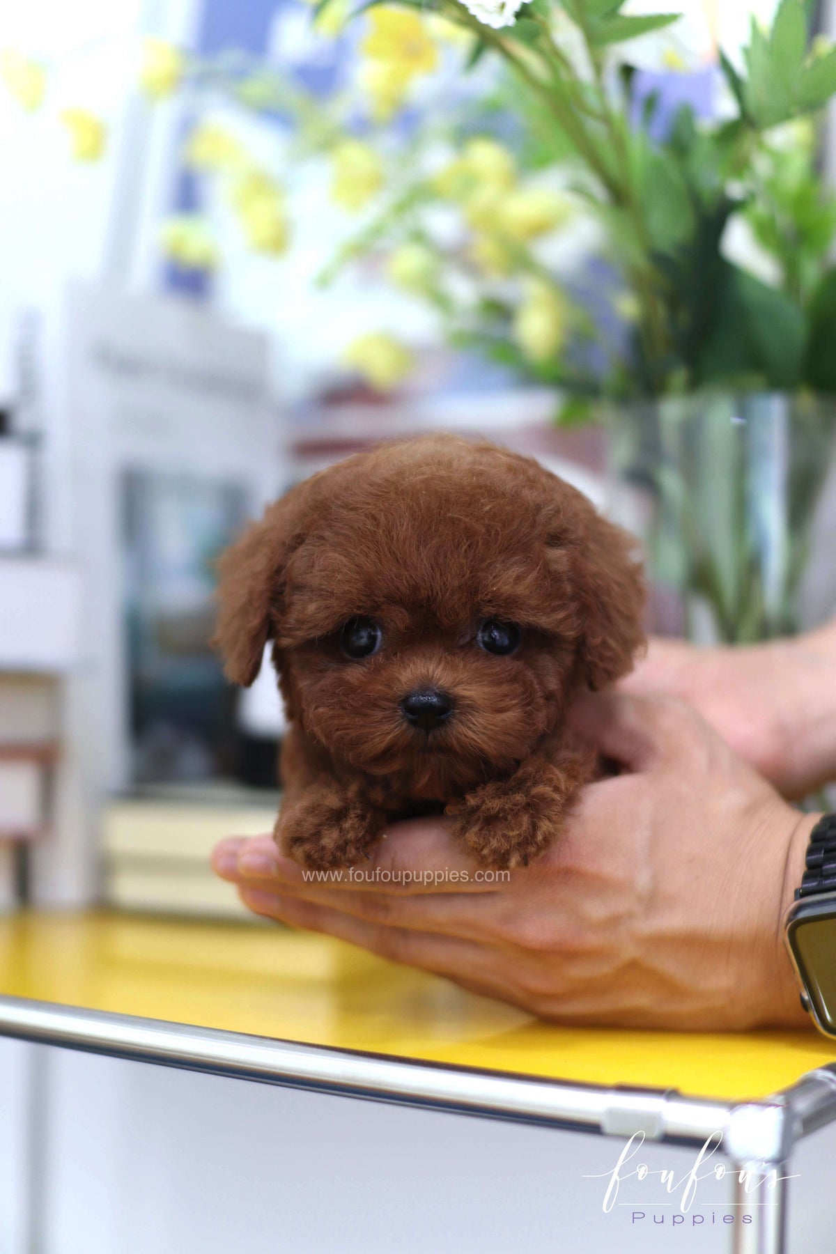 Lady - Poodle F. -